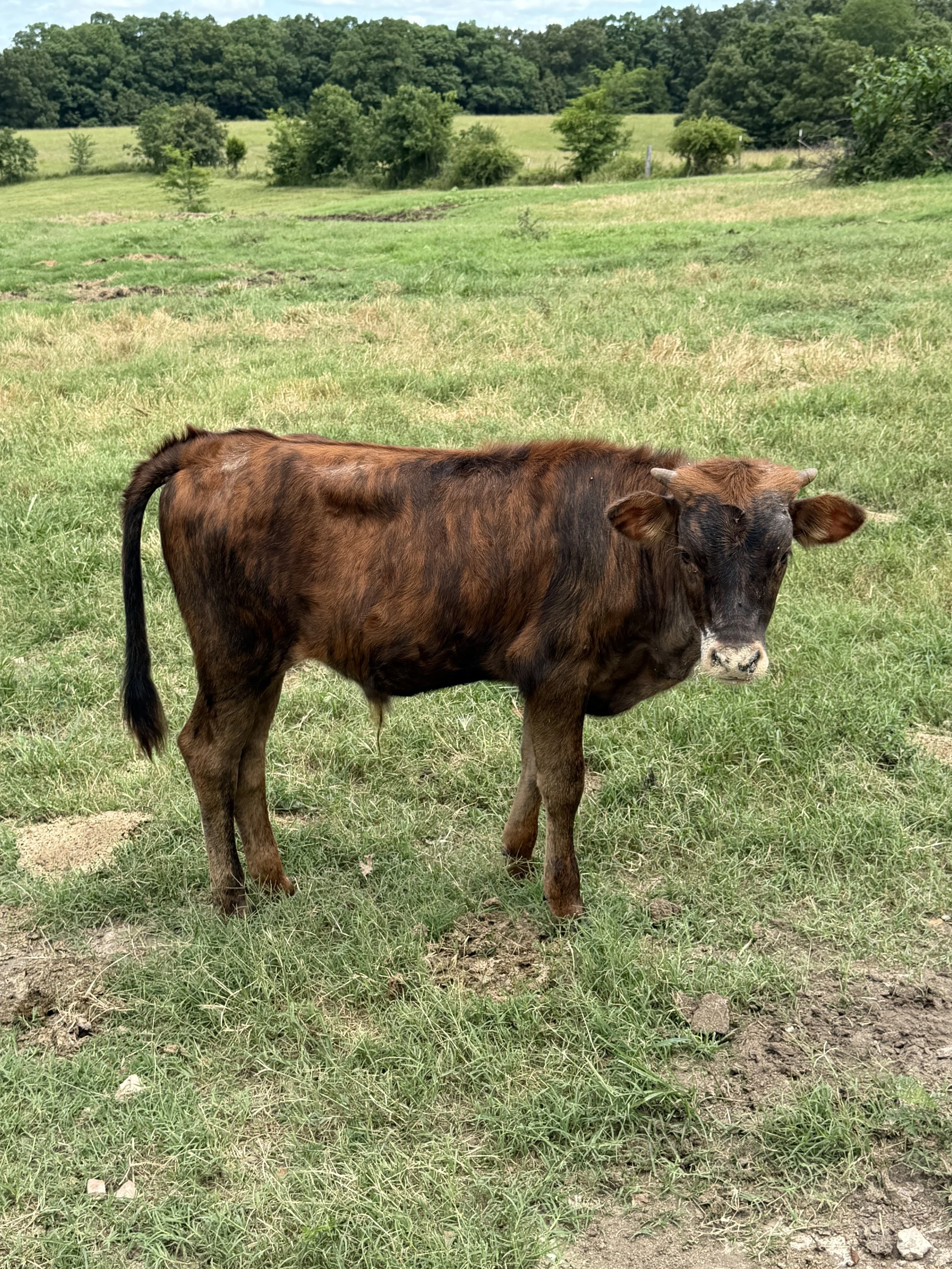 Name: WFL RIFLEMANS SMOKN GUN ** Date of Birth:	03/03/2026 ** Sire:	M2 RIFLEMAN ** Dam:	LJL CARSON SENECA