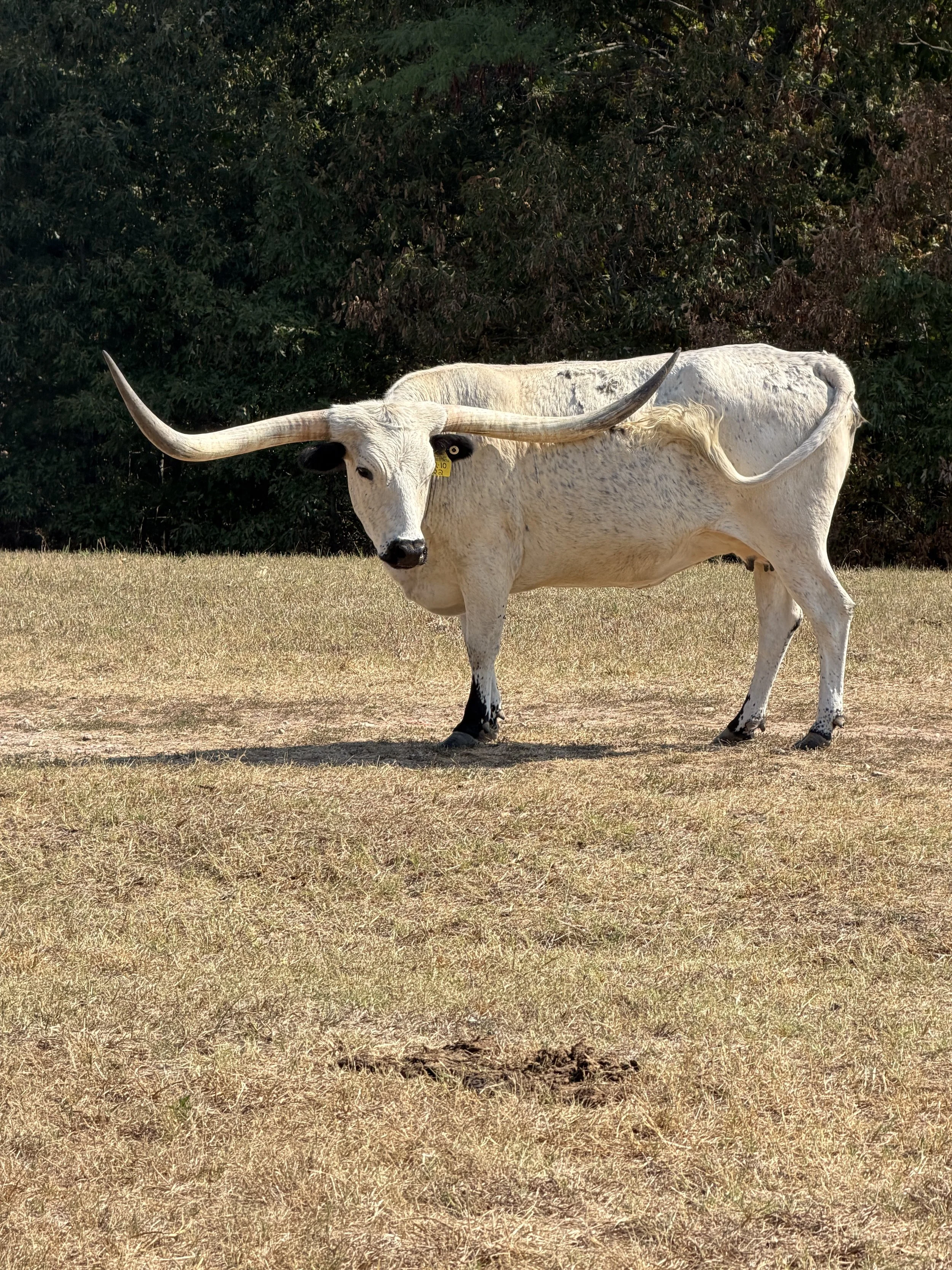 Name: LJL CARSON SENECA ** Date of Birth:	10/10/2020 ** Sire:	CARSON TEXA ** Dam:	LJL HOT WHITNEY