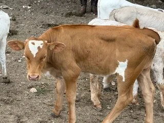 Name: WFL CACTUS GOLD ** Date of Birth: 06/06/2026 ** Sire: PCC CACTUS JACK ** Dam:	PCC GOLDEN DAY