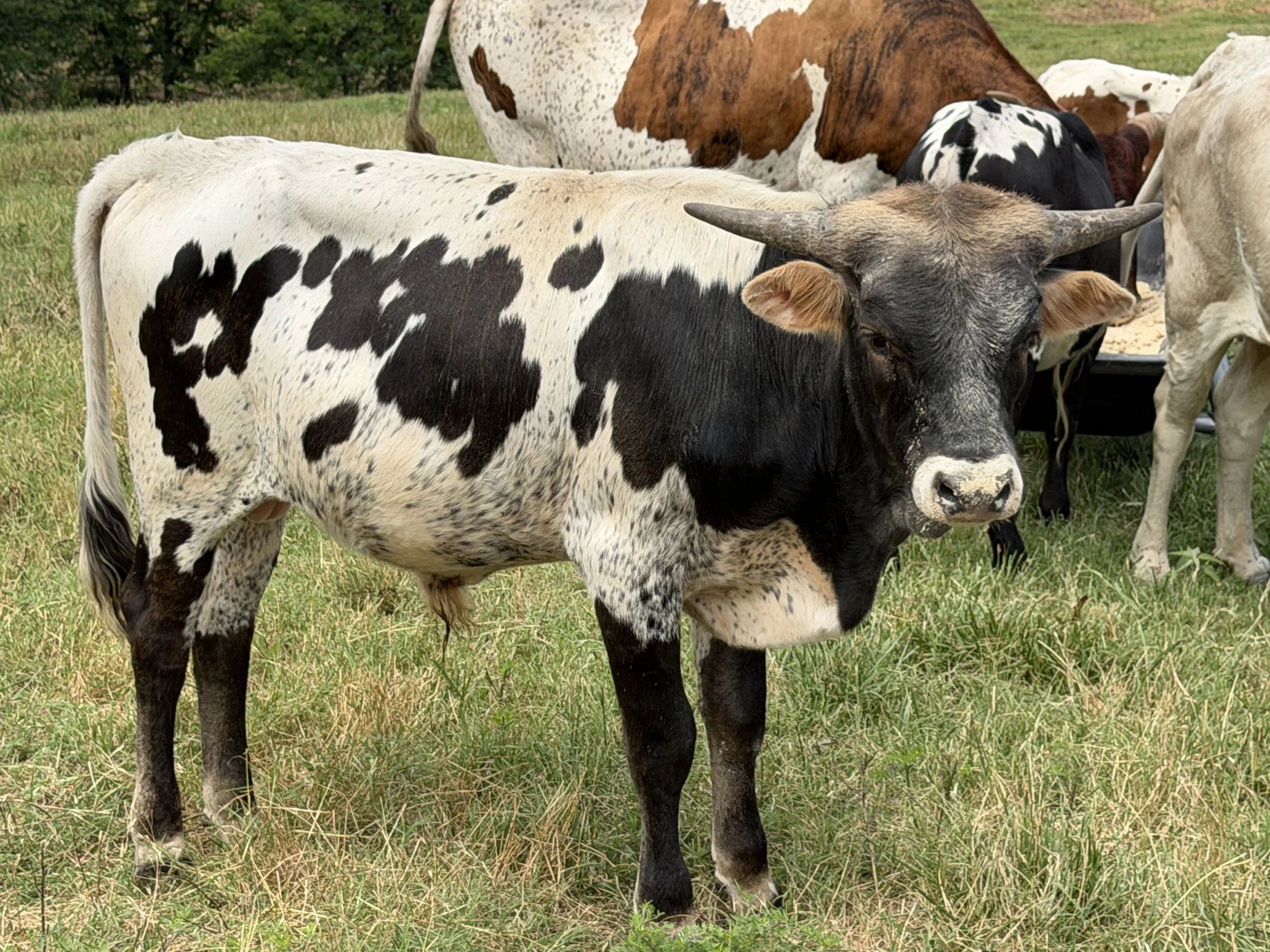 Name: WFL RIM FIRE ** Born: 09/08/2025 ** Sire:	M2 RIFLEMAN ** Dam:	WFL IRON LADY