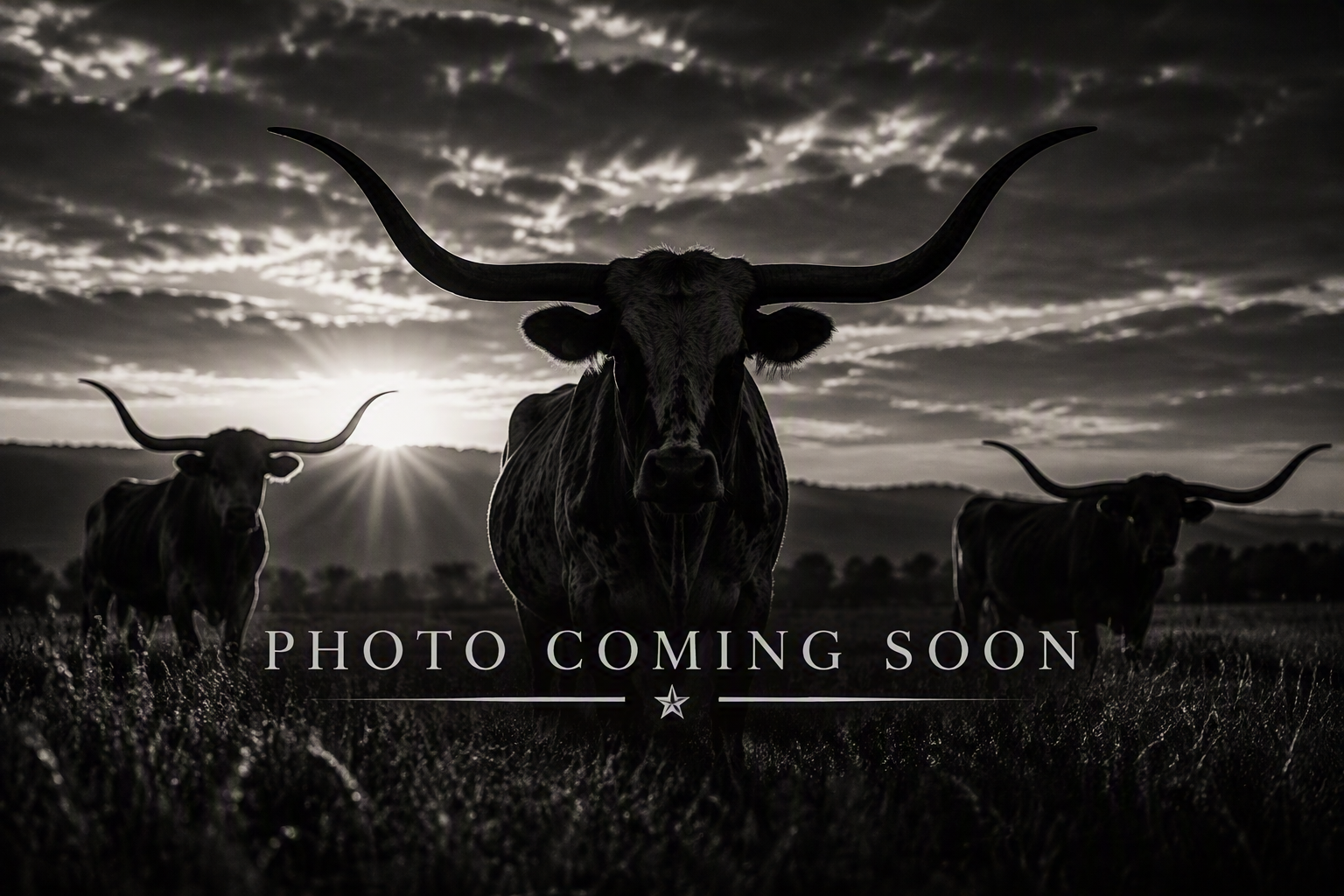 Name: KNIGHTS GRULLA GIRL ** Date of Birth: 06/23/2026 ** Sire:	JJ KNIGHT’S TEMPLAR ** Dam:	RJF COWBOY’S TOP GIRL
