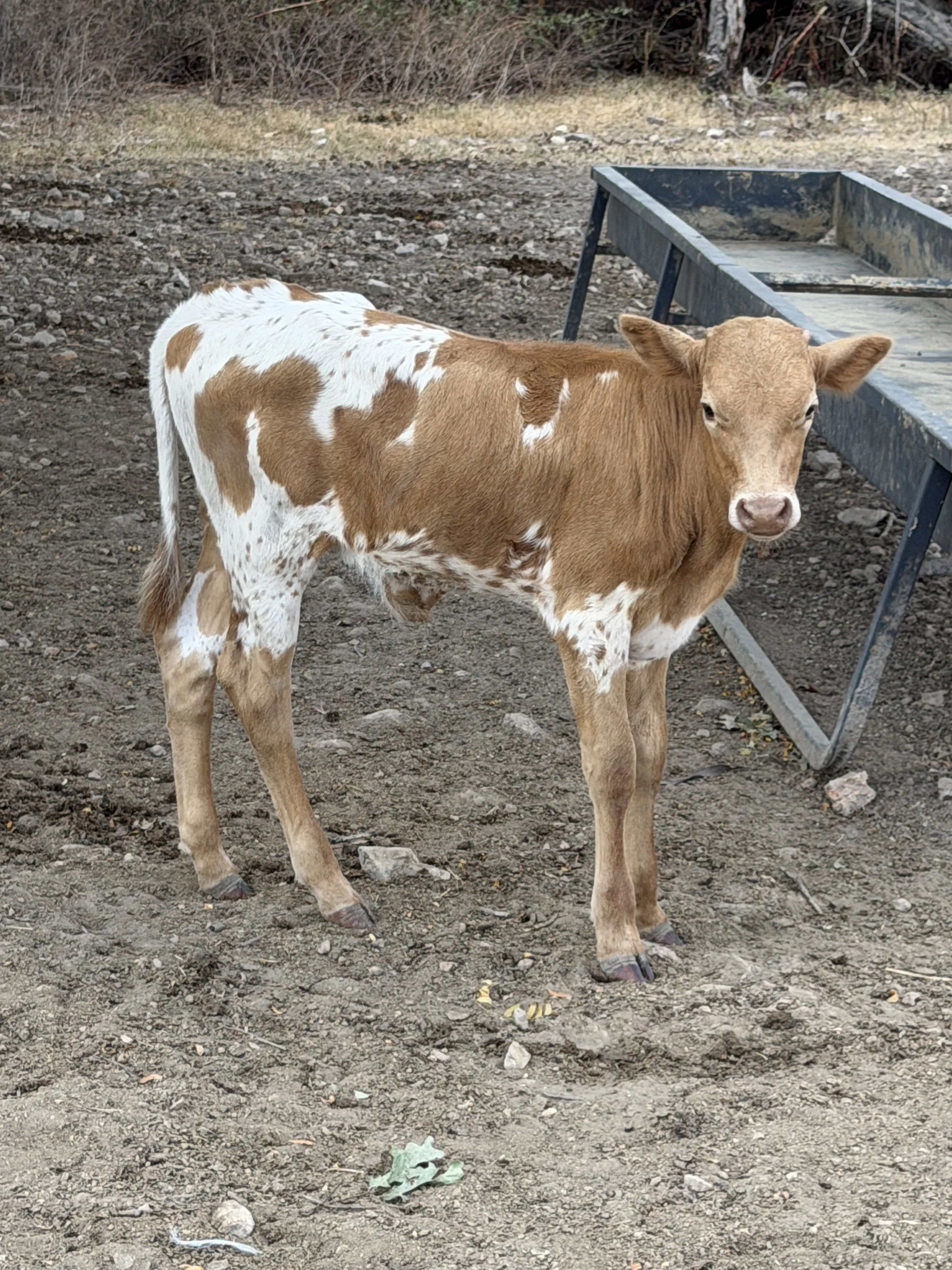 Name: WFL KNIGHTS WHISPER ** Date of Birth:	07/13/2016 ** Sire:	JJ KNIGHT’S TEMPLAR ** Dam:	WFL CARMEL SHADOW
