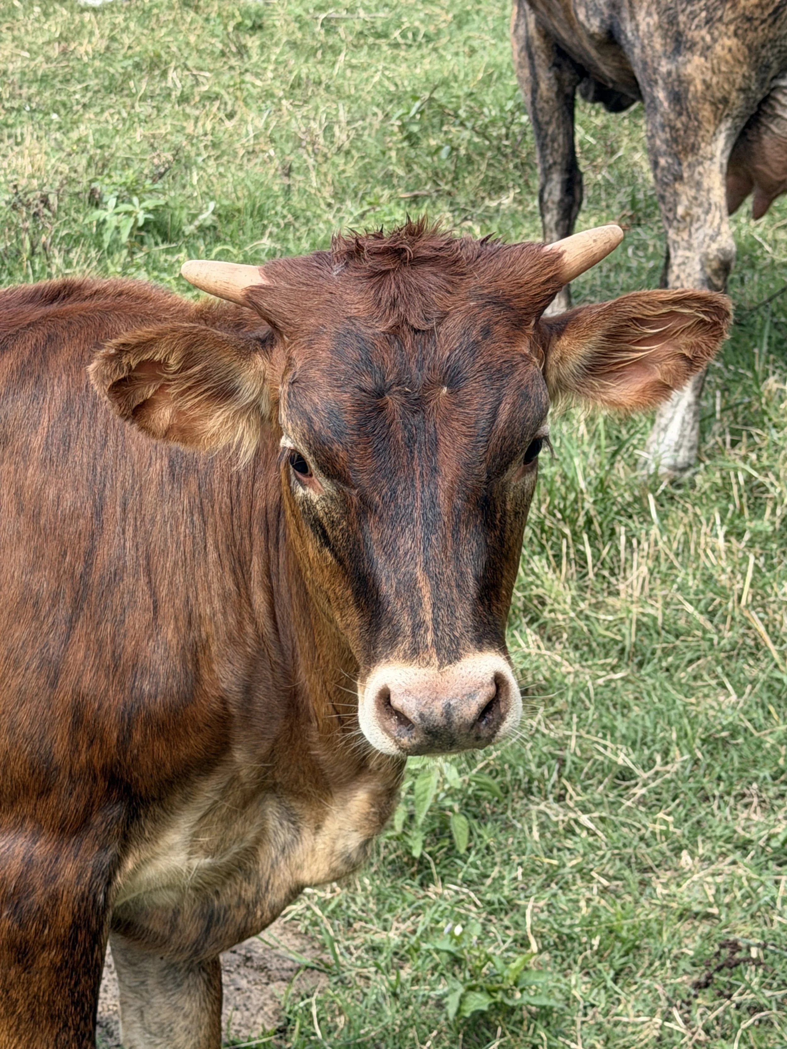 Name: WFL ELECTRIC COWGIRL ** Date of Birth:	03/01/2026 ** Sire:	M2 RIFLEMAN ** Dam:	WFL COWBOY’S TUFF GIRL