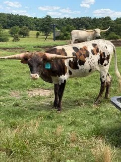 Name: GH RIFLEMANS DREAM BOAT ** Date of Birth: 12/04/2024 ** Sire:	M2 RIFLEMAN ** Dam:	GH 20G’S STAR CLOVER