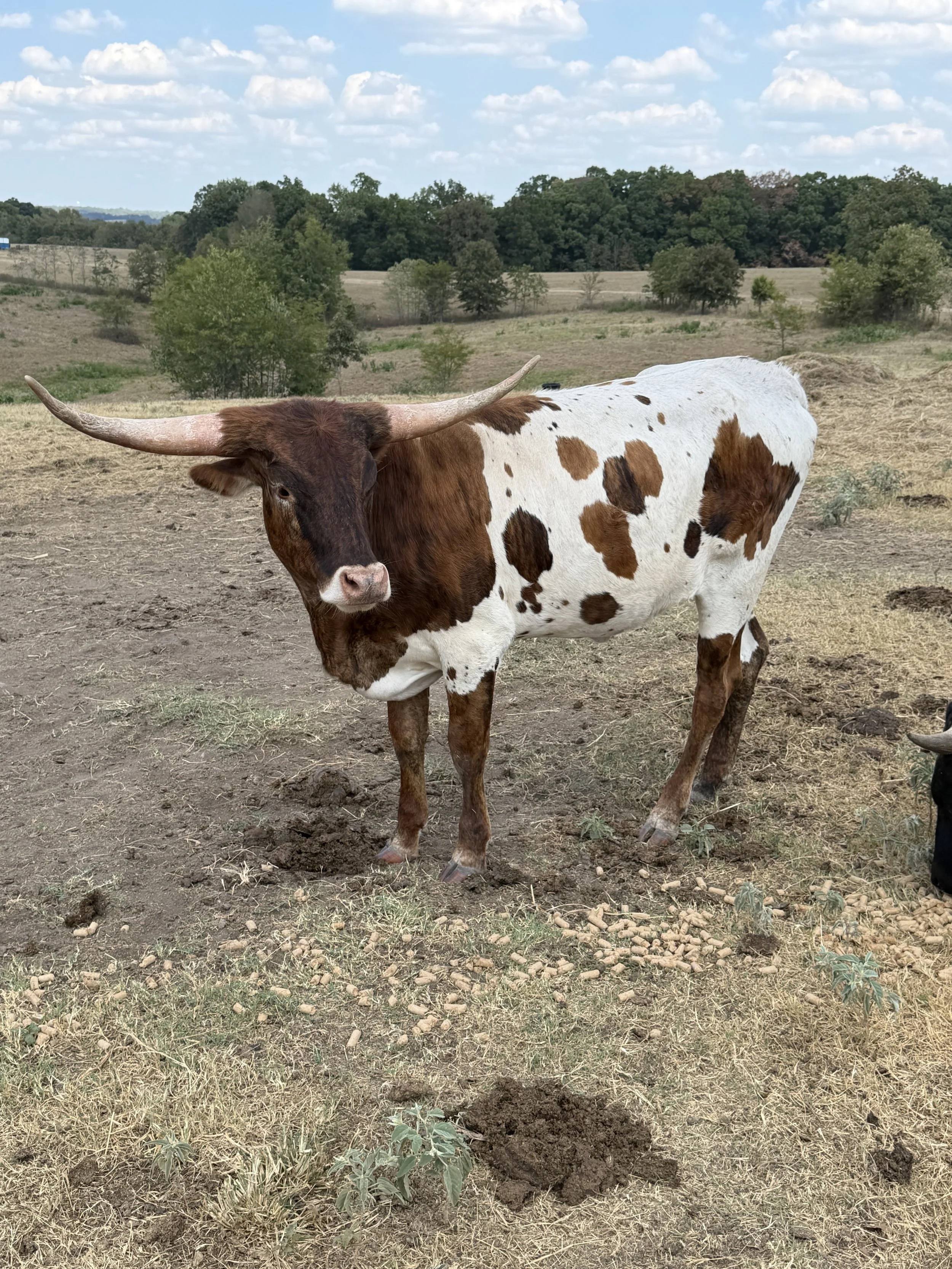 Name: WFL ANNIE OAKLEY ** Date of Birth: 02/26/2025 ** Sire:	M2 RIFLEMAN ** Dam:	3C CARMEL SUNDAE