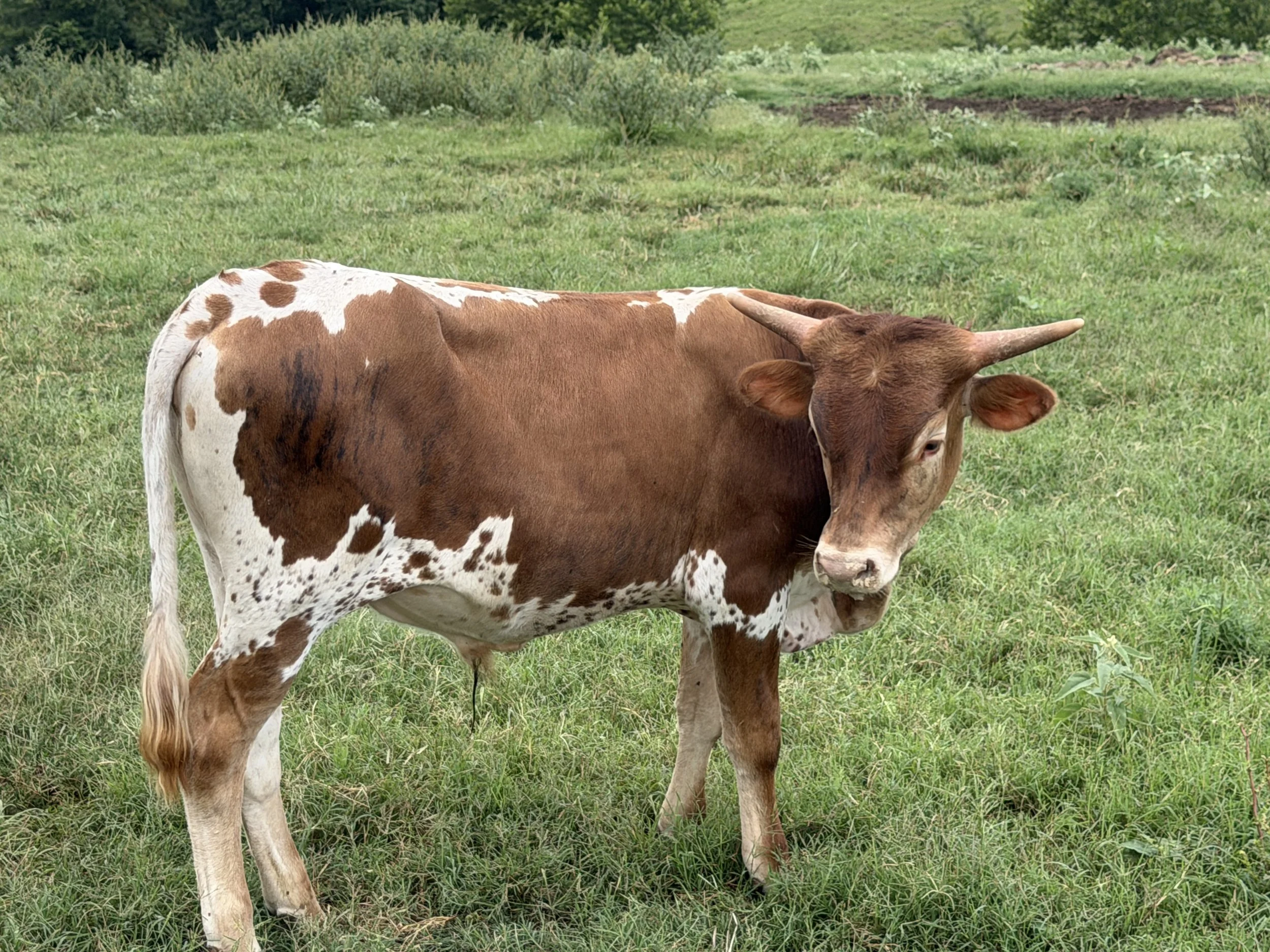 Name: WFL RIFLEMENS LUCKY STAR ** Date of Birth:	12/21/2025 ** Sire:	M2 RIFLEMAN ** Dam:	GH 20G’S STAR CLOVER