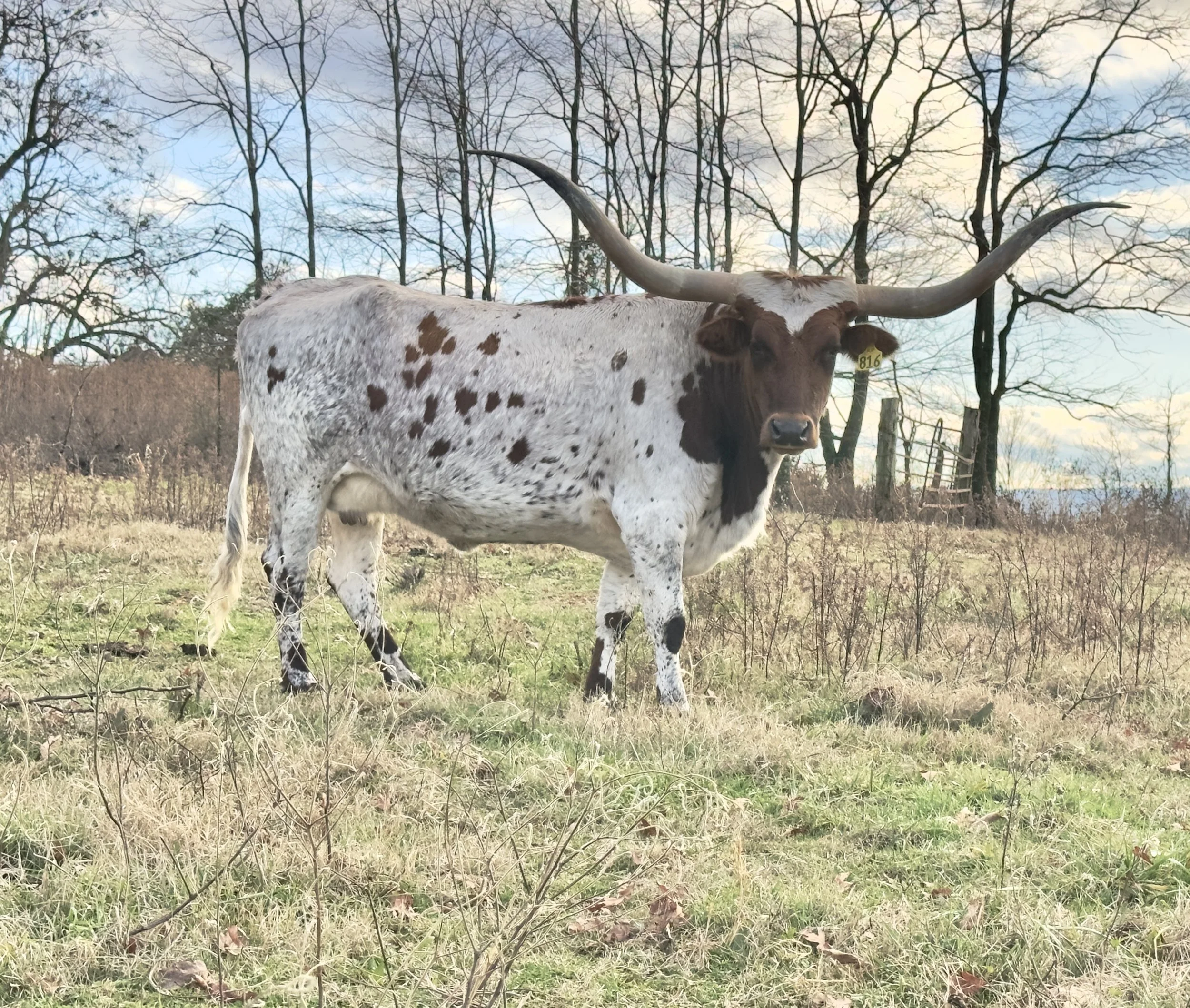 Name: RJF COWBOY’S TOP GIRL ** Date of Birth:	09/07/2018 ** Sire:	COWBOY TUFF CHEX ** Dam:	ALLENS TOP GIRL