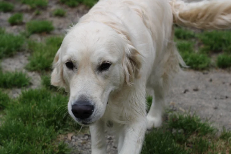 Best Little Dog House