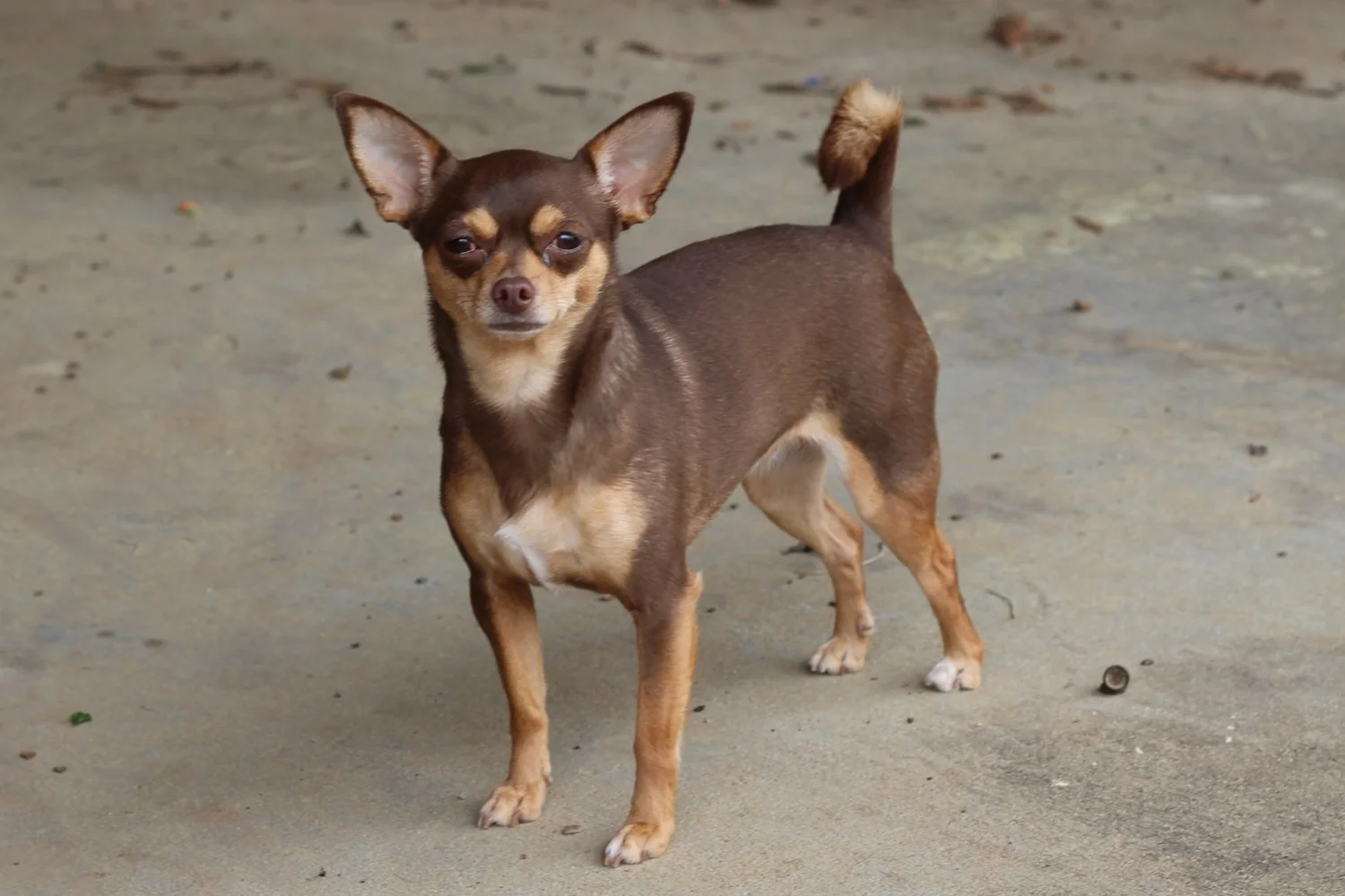 Services — Best Little Dog House