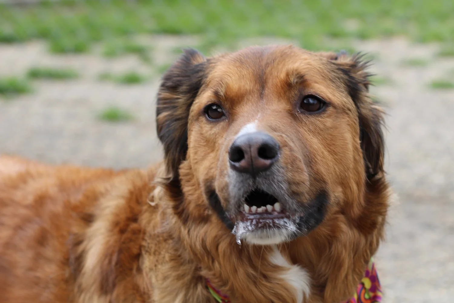 Services — Best Little Dog House