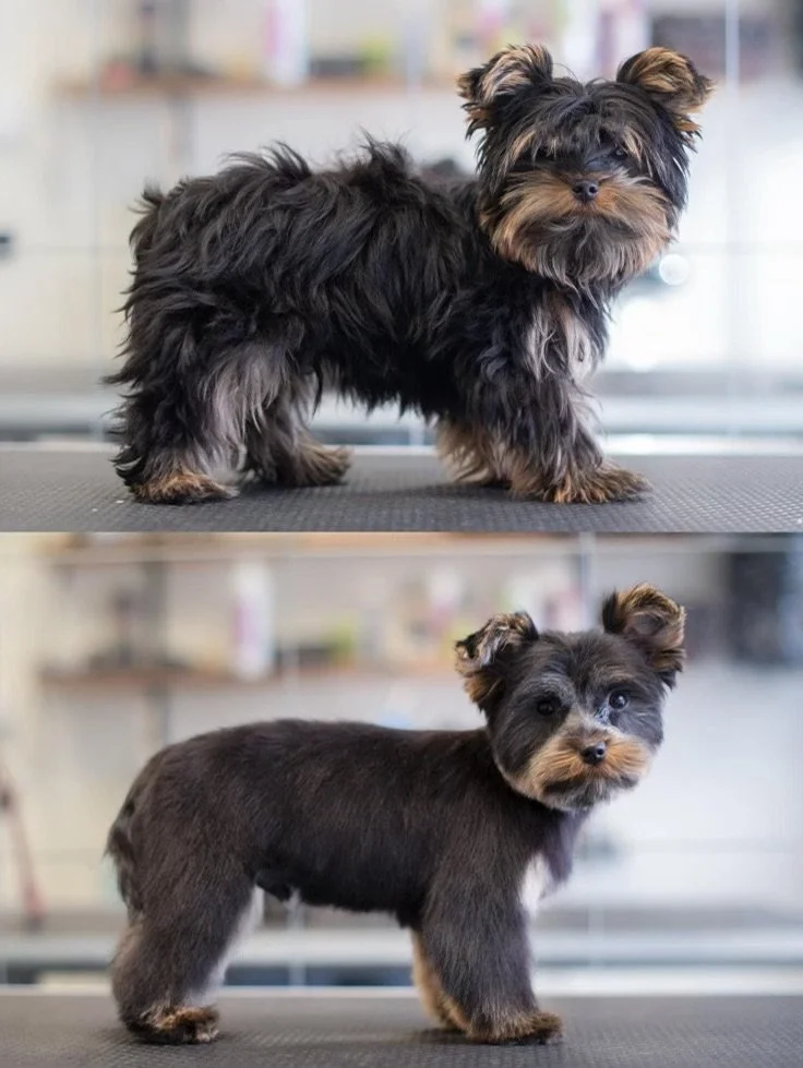 Services — Best Little Dog House