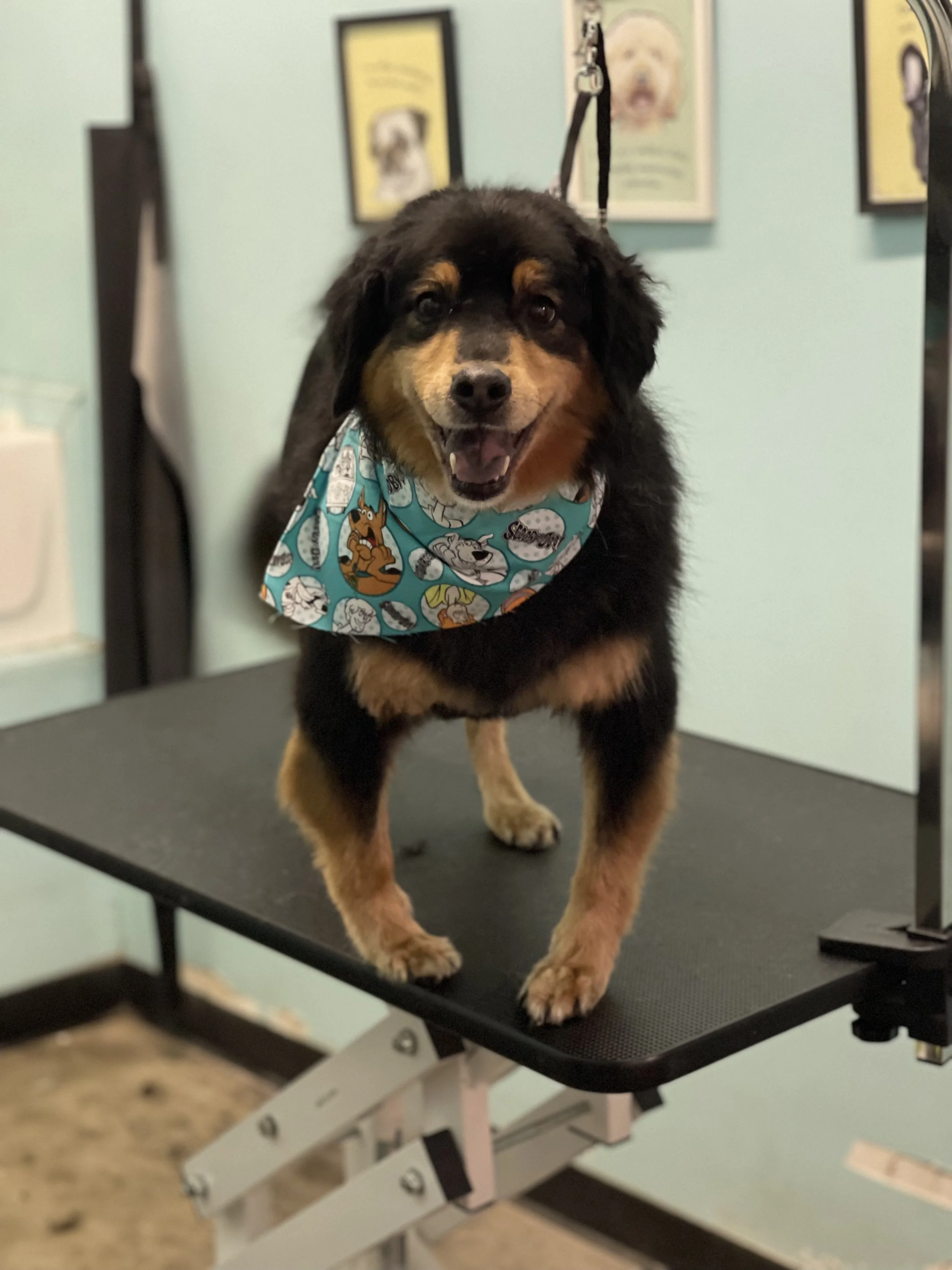 Best Little Dog House