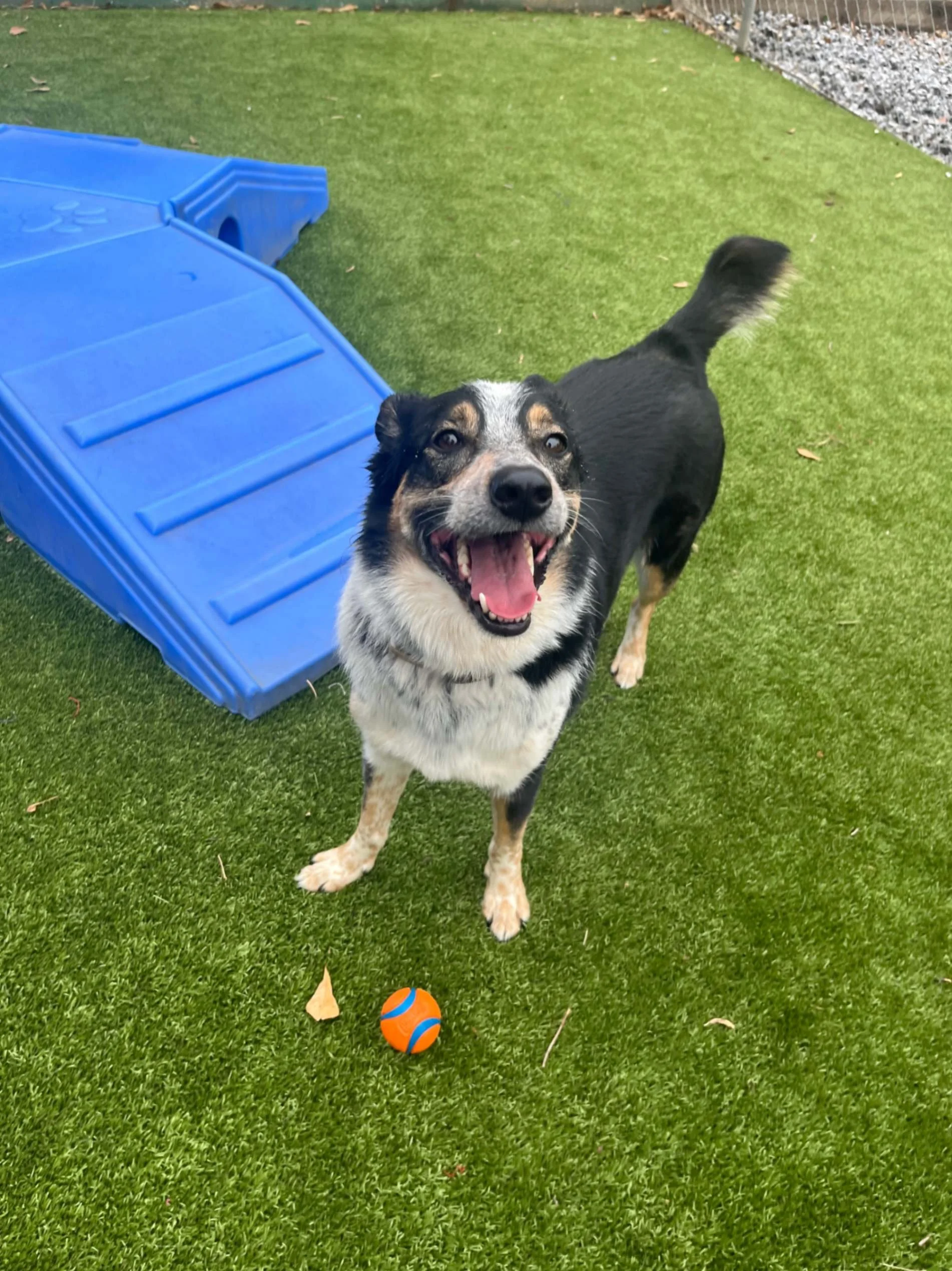 Close-up of a brown and white dog with an open mouth, outdoors.