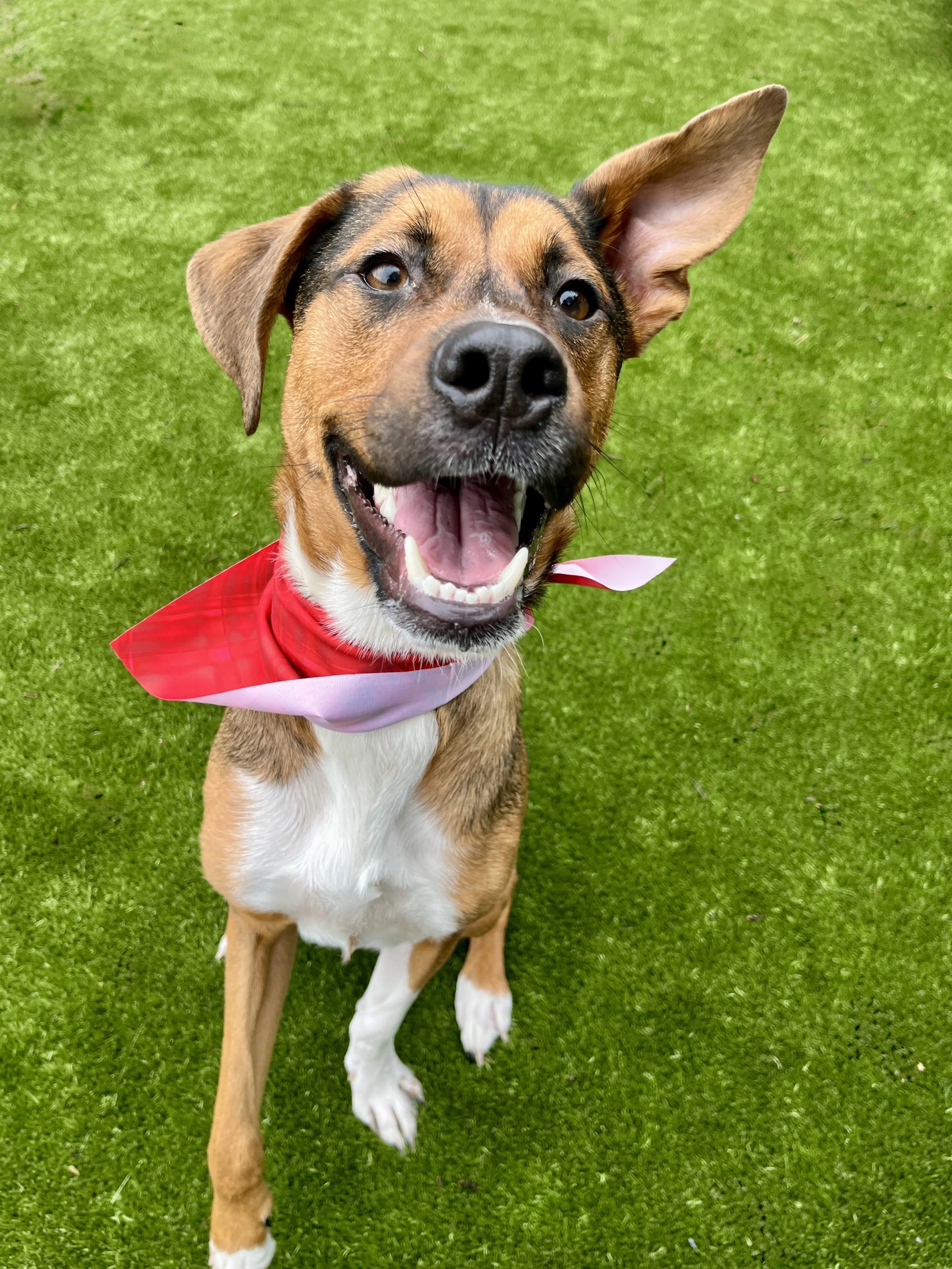 Brown Chihuahua standing on concrete surface.