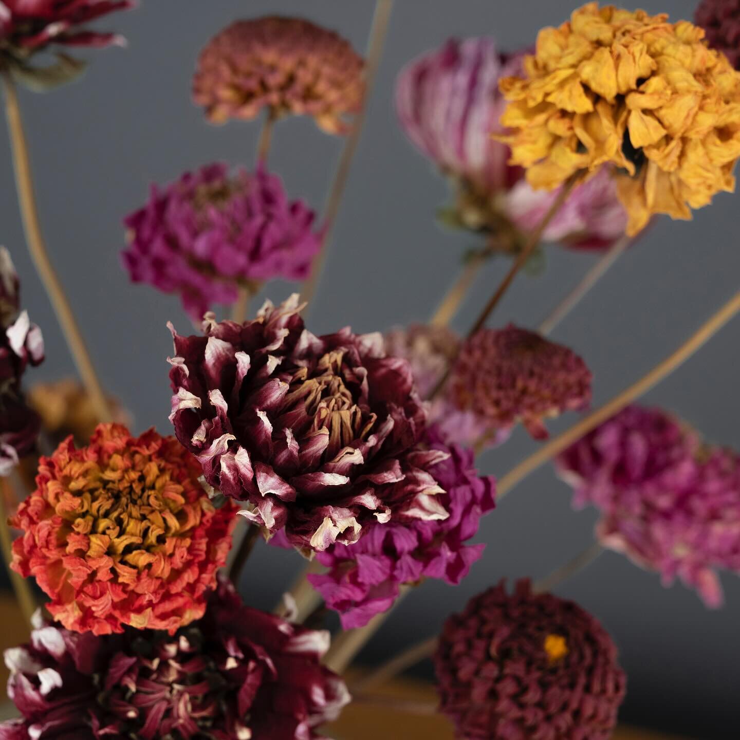 DROOGDAHLIA&rsquo;S &mdash; Inmiddels staan in huize ZaaiLinge de eerste verse bloemen van het seizoen alweer op tafel (helleborussen in mijn geval), al duurt het echt nog wel een tijdje voordat ik weer mijn eerste boeketten kan gaan leveren. 💐 Maar