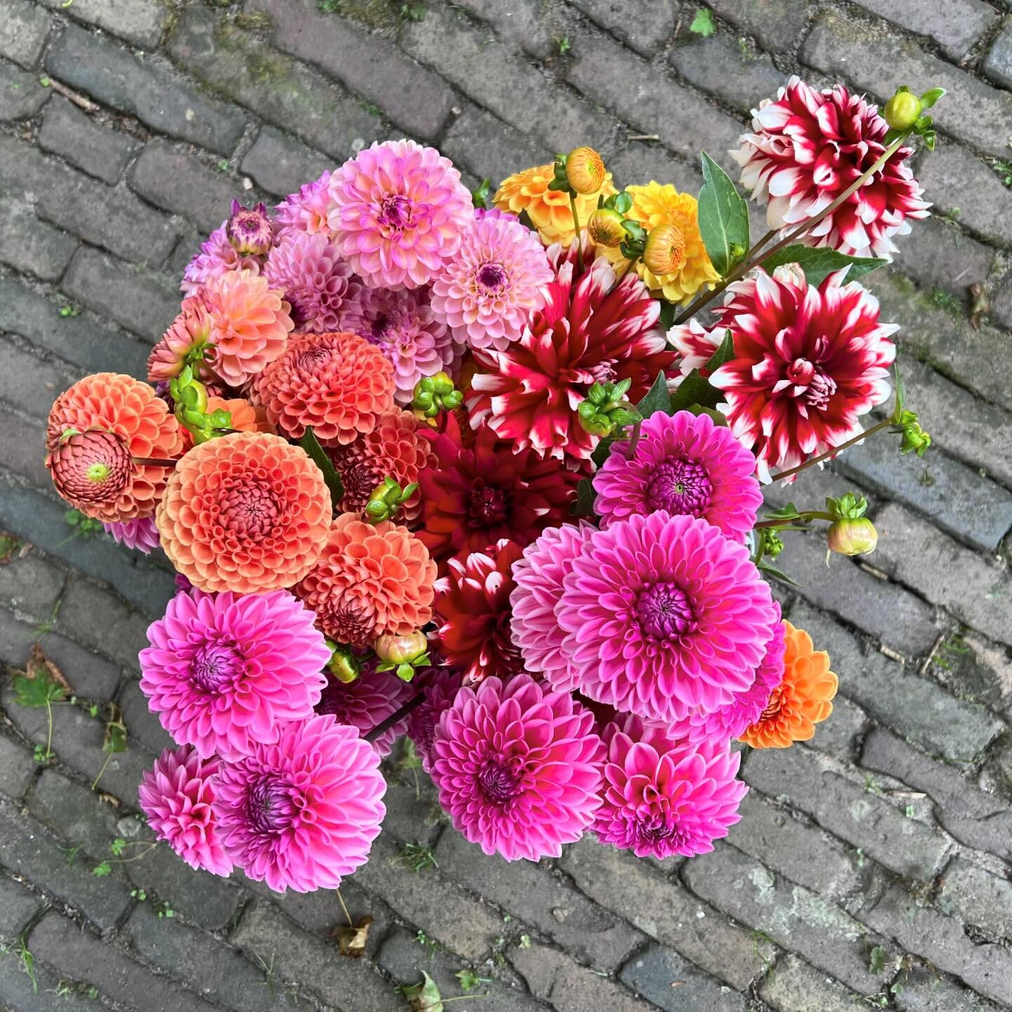 DAHLIA&rsquo;S VOORTREKKEN &mdash; Echt een klusje voor deze tijd van het jaar: dahlia&rsquo;s voortrekken 🌼 Ik heb dit afgelopen week al gedaan, maar vandaag is er ook een prima dagje voor! En het hoeft natuurlijk niet h&egrave;? Je kunt de knollen