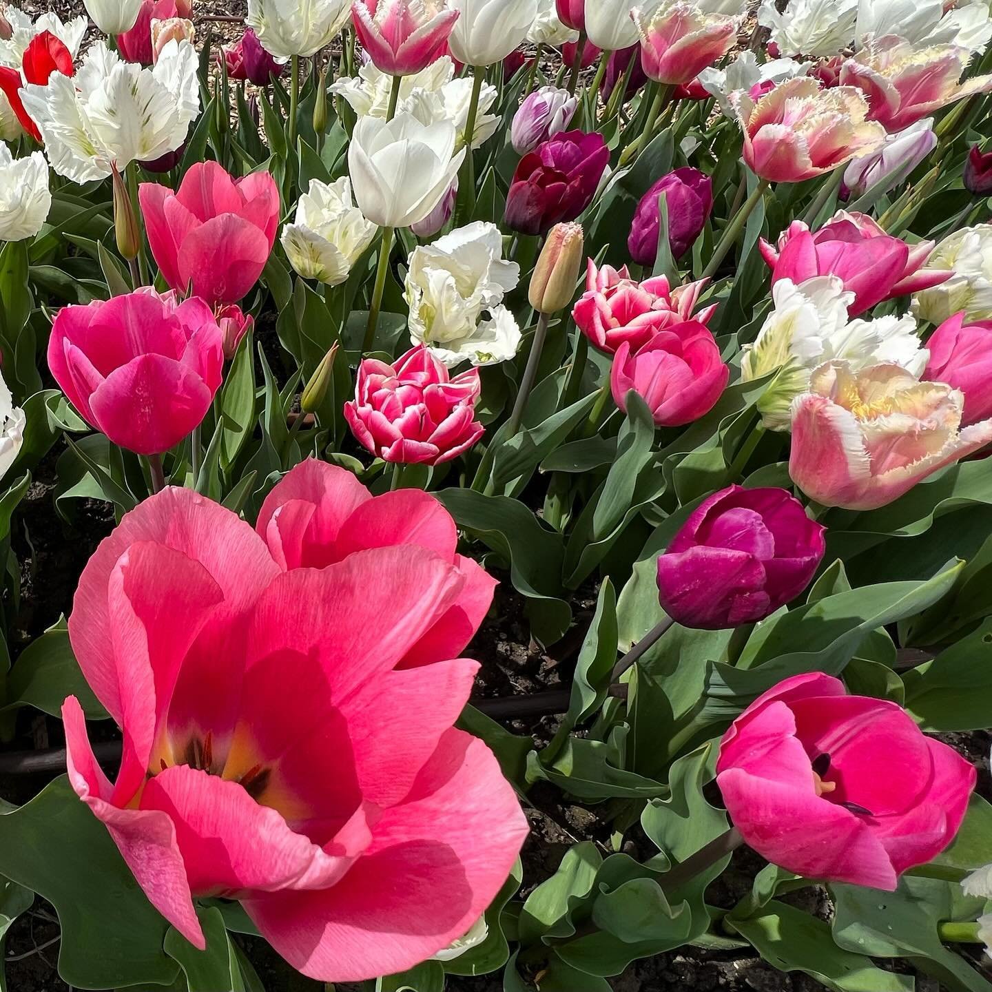 Bonusbos biotulpen bij een ZaaiLinge-bloemenabonnement! 🌷Het duurde even maar in de ZaaiLinge-pluktuinen is het momenteel een tulpenfeestje van jewelste. En dat allemaal dankzij de tulpenbollen van biologische telers als @tulipsgreen.nl . Die kun je