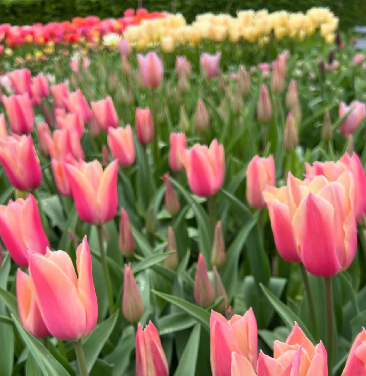 TULPENFEEST AFGELAST! 🌷&ndash; Helaas is het Tulpenfeest van aanstaande zaterdag 20 april afgelast vanwege de weersvoorspelling. Voor ZaaiLinge&rsquo;s pluktuinzaden en moois uit de bloemenpers kun je dus helaas niet terecht in Hurwenen, de tuin &ls