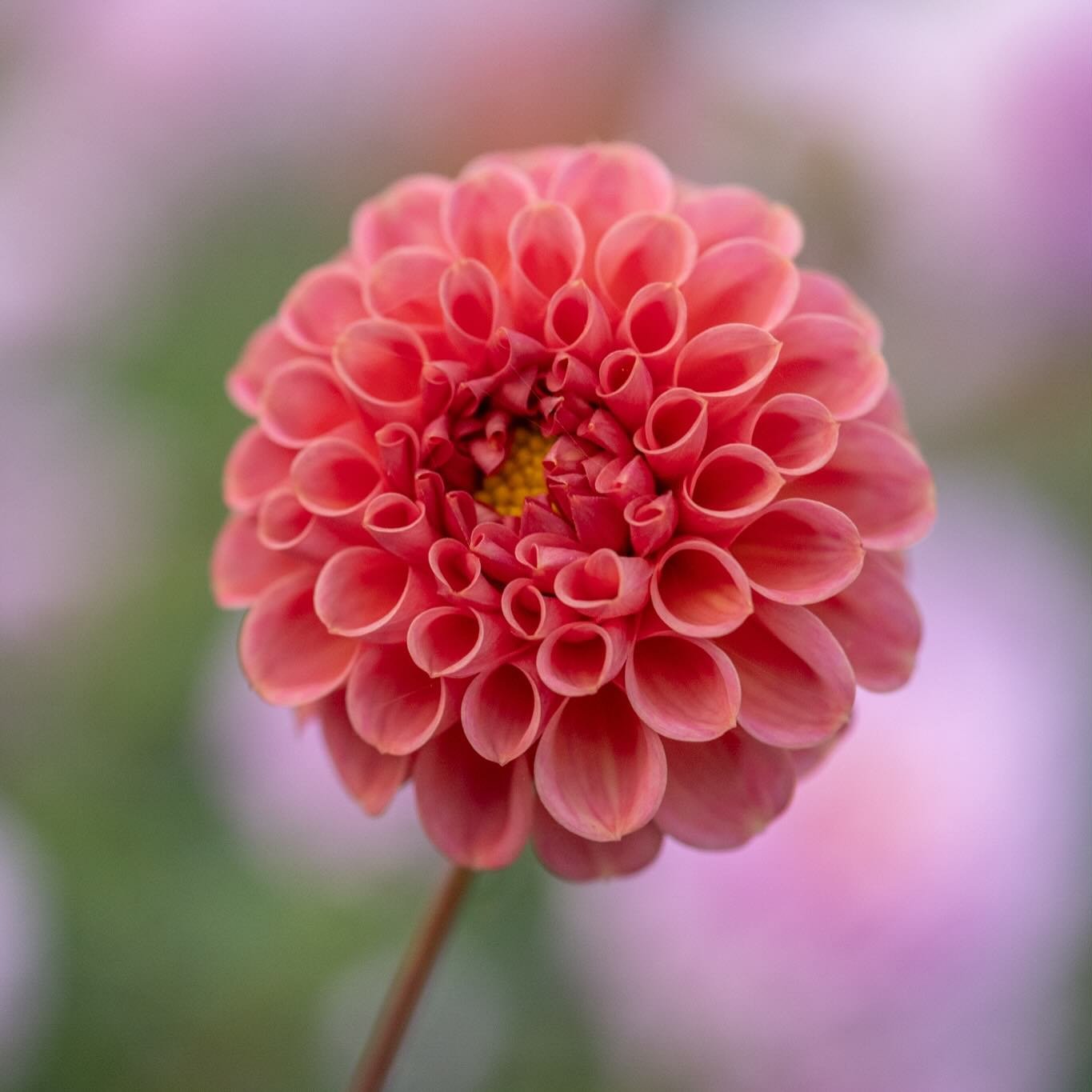 ZAAILINGE-NIEUWSBRIEF &mdash; Morgen verstuur ik weer mijn maandelijkse &lsquo;bloemenpost&rsquo;, met uiteraard weer een update over de vorderingen in de pluktuin en mijn zaai- en kweekactiviteiten samen met @carienspolaroids, @jantje.udo en @polder