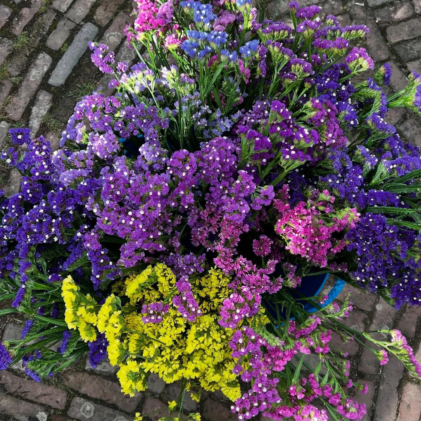 DROOGBLOEMEN &mdash; Hier is het alweer volop droogbloemen-oogsttijd. Ok&eacute;, vandaag even niet vanwege de regen, maar de recente droge en warme dagen hebben gezorgd voor een bijzonder rijke bloei van met name limonium of lamsoor. Omdat ik zelf a