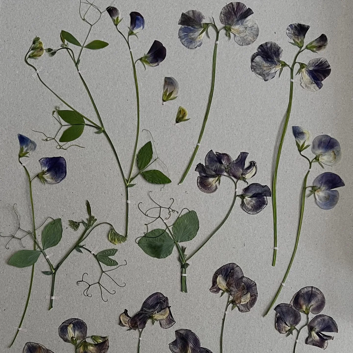 WORKSHOP KUNST UIT DE BLOEMENPERS 5 OKT &mdash; Zo&rsquo;n regenachtige dag als vandaag leent zich bij uitstek voor wat &lsquo;binnenklusjes&rsquo;, zoals het sorteren van onze groeiende voorraad persbloemen. @carienspolaroids en ik verwerkten de afg