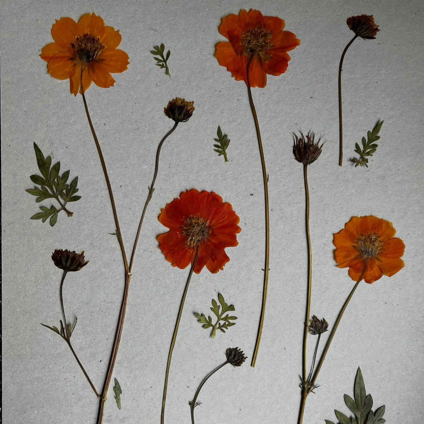 BLUE MONDAY? &mdash; Niet in huize ZaaiLinge! Kijk eens wat er voor vrolijke #cosmossulphureus uit de bloemenpers kwam! 🧡 Heerlijk toch, als je vergeten was dat er nog wat moois uit de pluktuin van afgelopen seizoen in de pers was achtergebleven en 