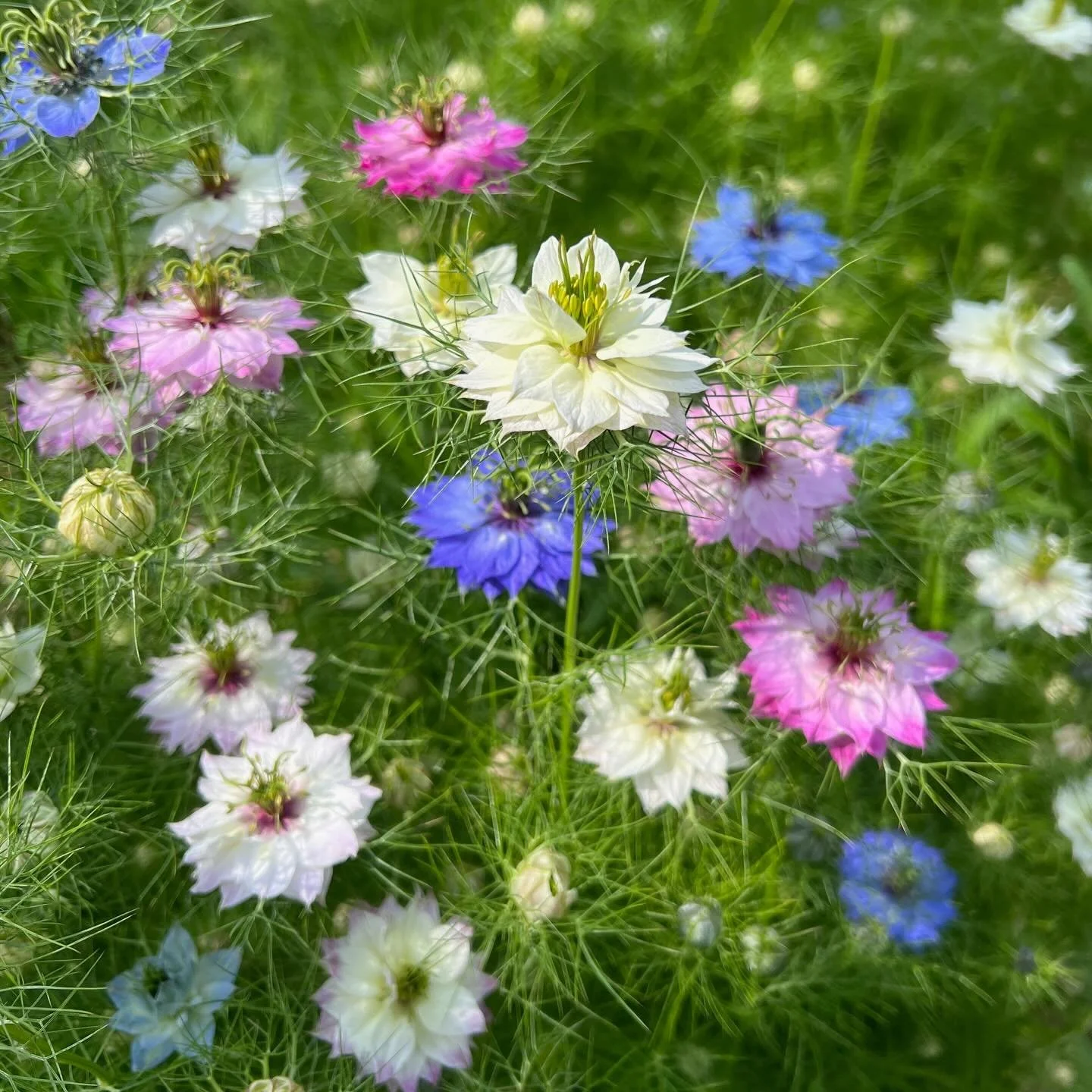 SOWING THE SEEDS OF LOVE ❤️ &mdash; Verras jouw Valentijn dit jaar met een superromantisch cadeautje: een ZaaiLinge-zadenpakketje vol liefde! Daarmee omzeil je de verre van duurzame &ndash; en laten we eerlijk zijn: ook wel erg afgezaagde &ndash; bos