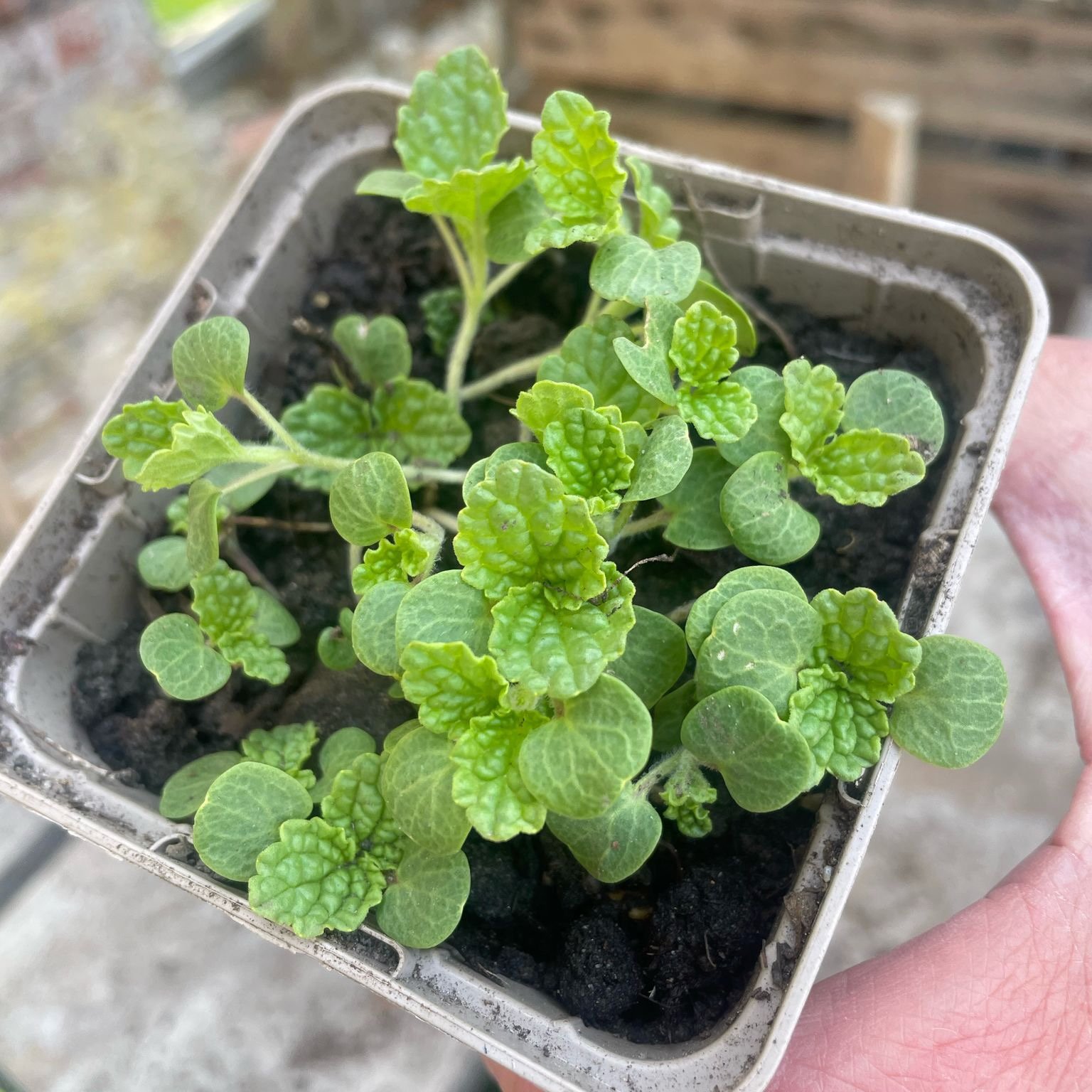 Zaaien en verspenen als een pro