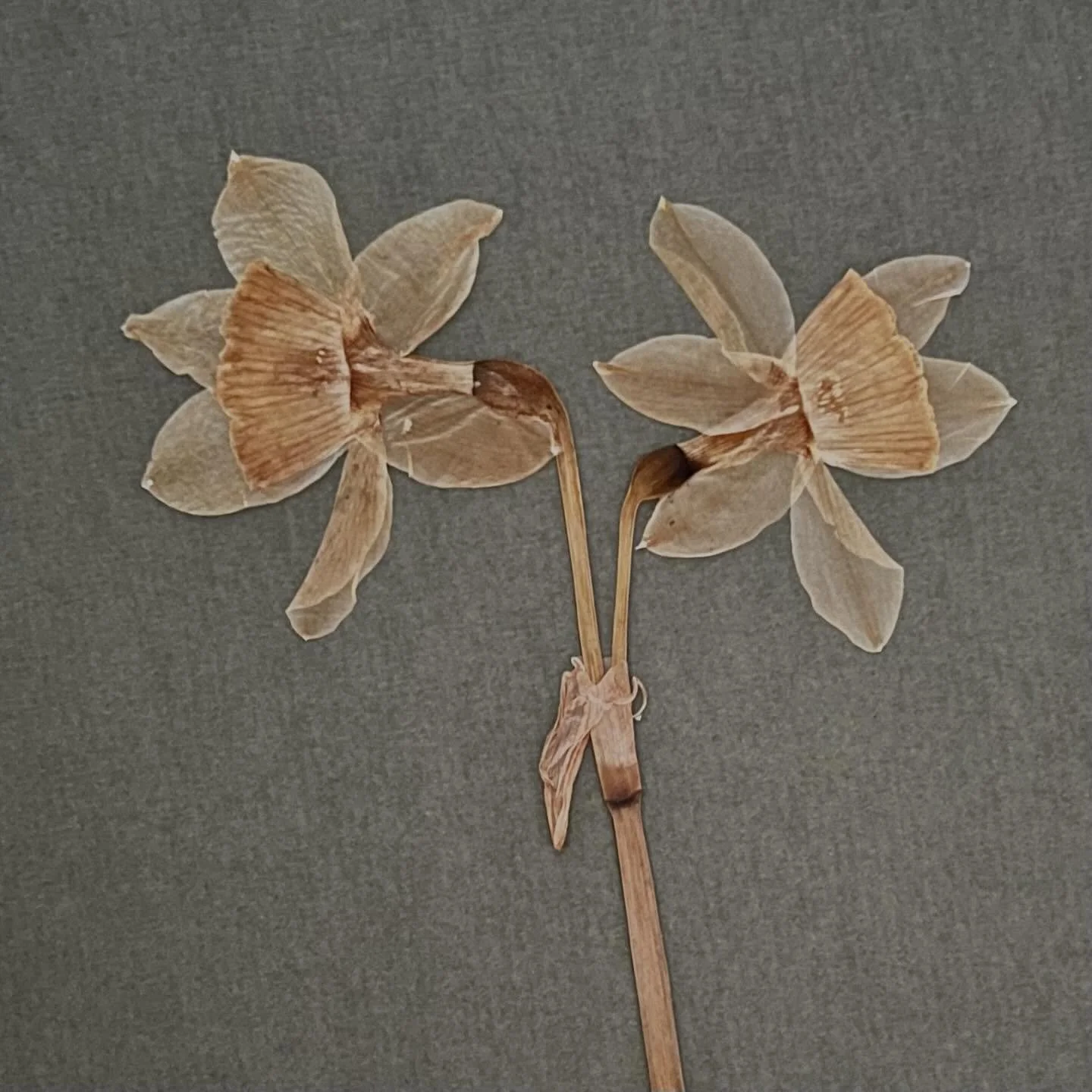 KUNST UIT DE BLOEMENPERS 🌺 &mdash; Op zaterdag 14 maart duiken @carienspolaroids en @zaailinge weer in de eeuwenoude schone kunst van het bloemen persen. We geven dan in de sfeervolle setting van het @rumptskerkje onze exclusieve workshop Kunst uit 