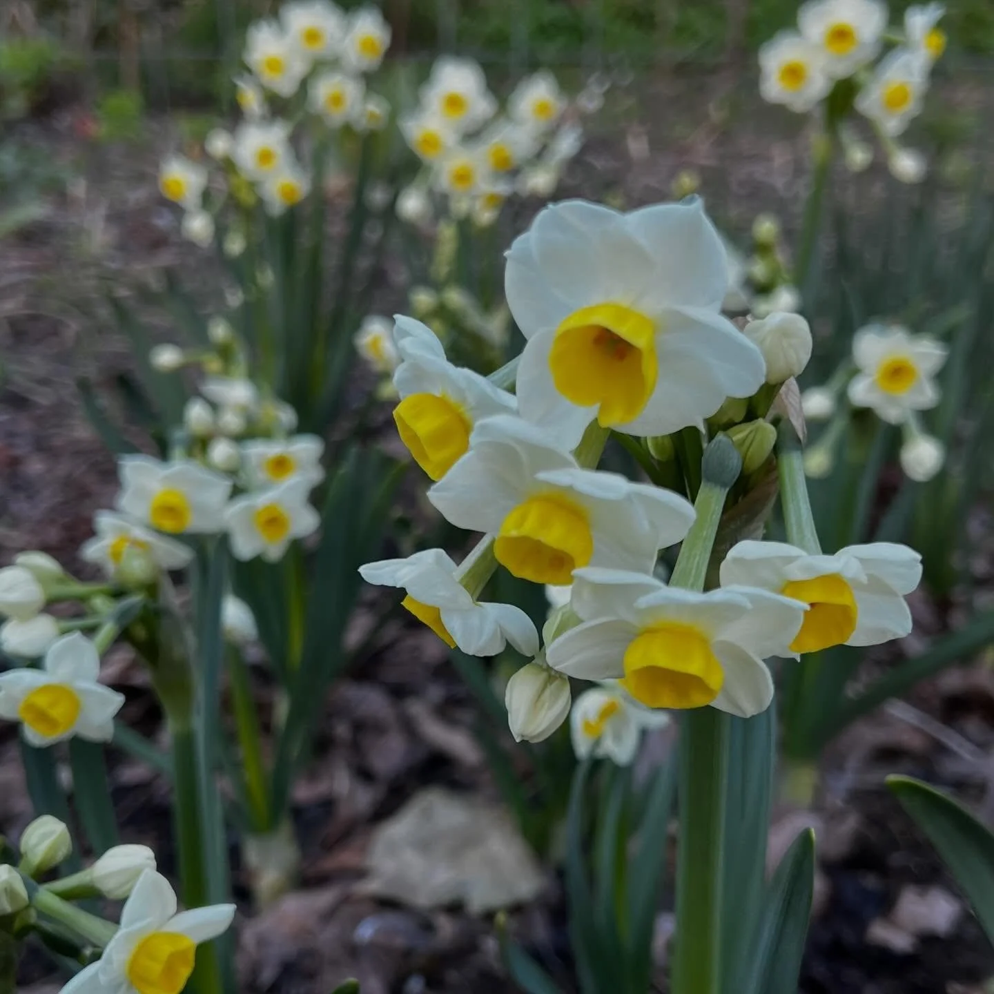 MEEWERKDAG 4 APRIL &mdash; Op zaterdag 4 april ben je van harte welkom om een kijkje te nemen &eacute;n de handen uit de mouwen te steken in mijn natuurvriendelijke pluktuin in Enspijk. Kom genieten van de eerste voorjaarsbloemen, en help meteen een 