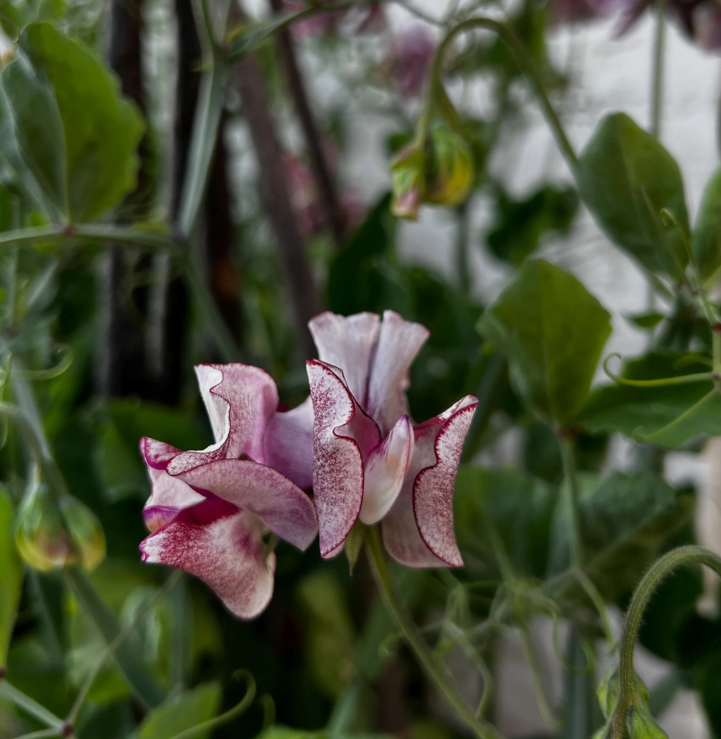 Op zaterdag 20 juni houden collega @carienspolaroids van het BloemenKabinet en ik weer een inspirerende Lathyrusdag, waarin alles draait om het opkweken, leiden en kunstzinnig schikken met een van onze favoriete plukbloemen: de heerlijk geurende sier