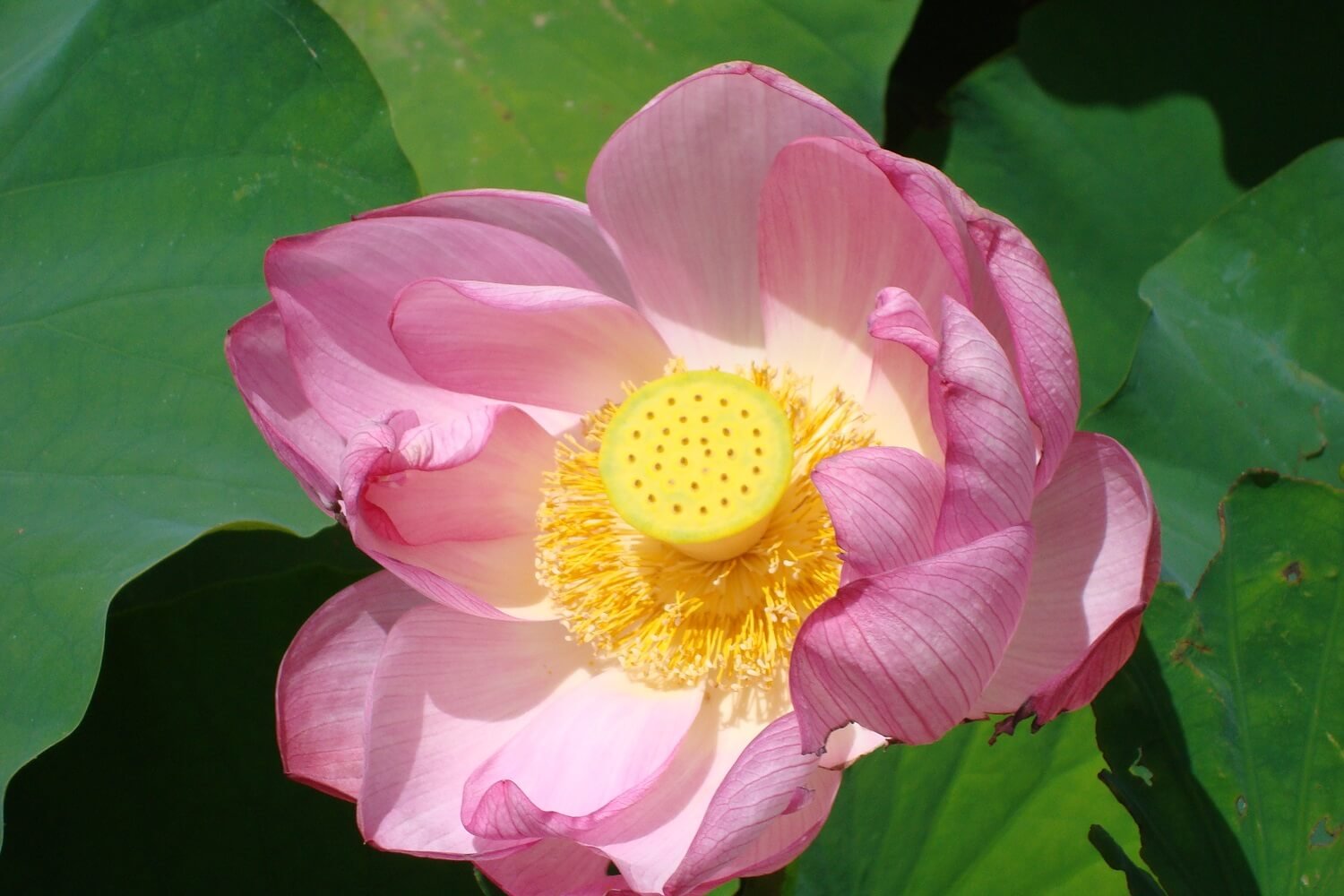 Pink Lotus.jpg
