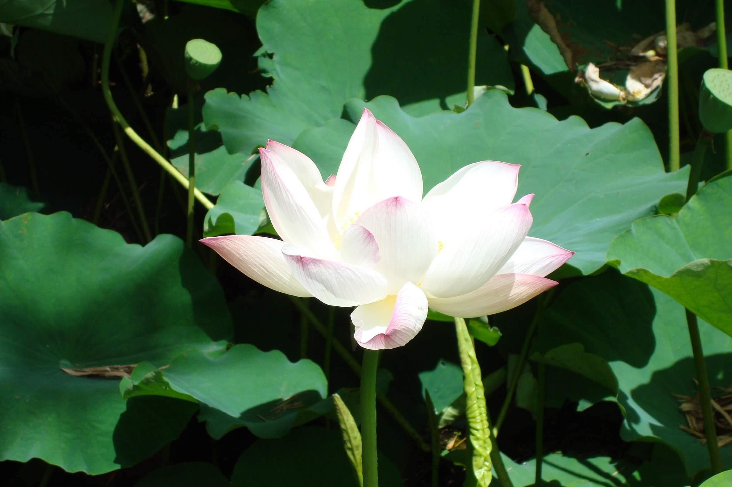 Course-Banner-White-Lotus-2500comp.jpg