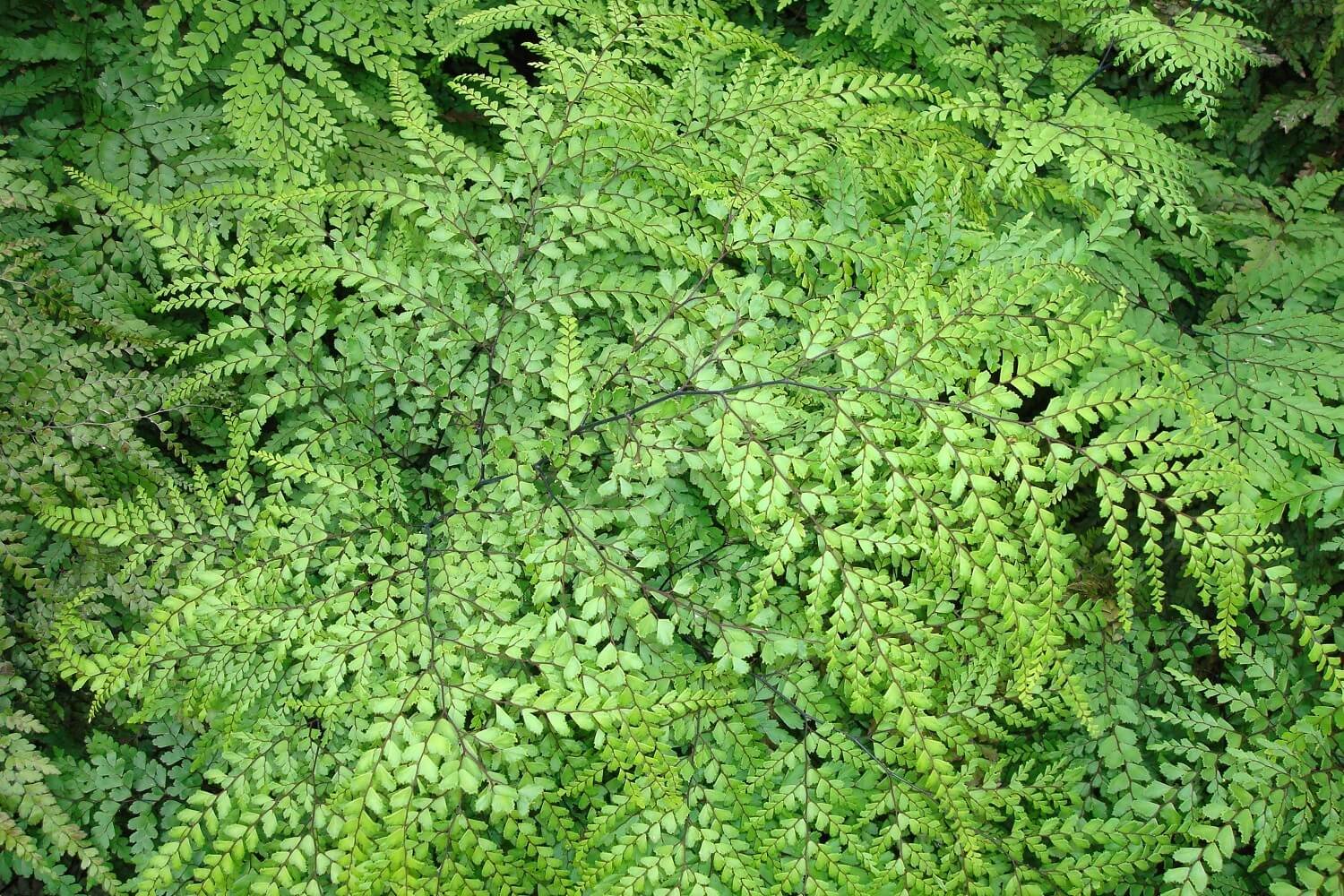 Eco-Chaplaincy-2-Fern-1500comp.jpg