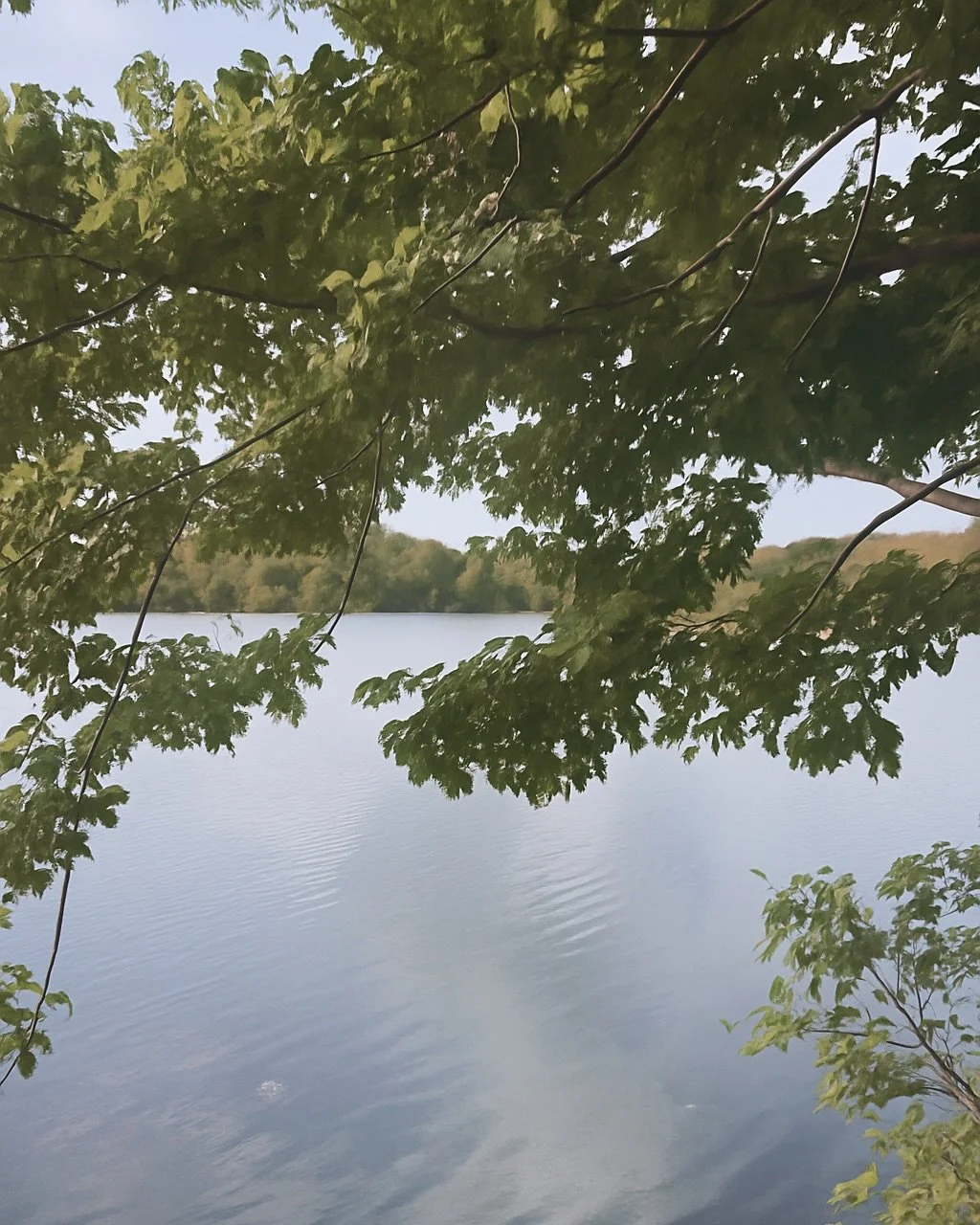A still moment beneath a canopy where the breeze stirs and the water ripples 🌿 🌊 Blood pressure lowered.