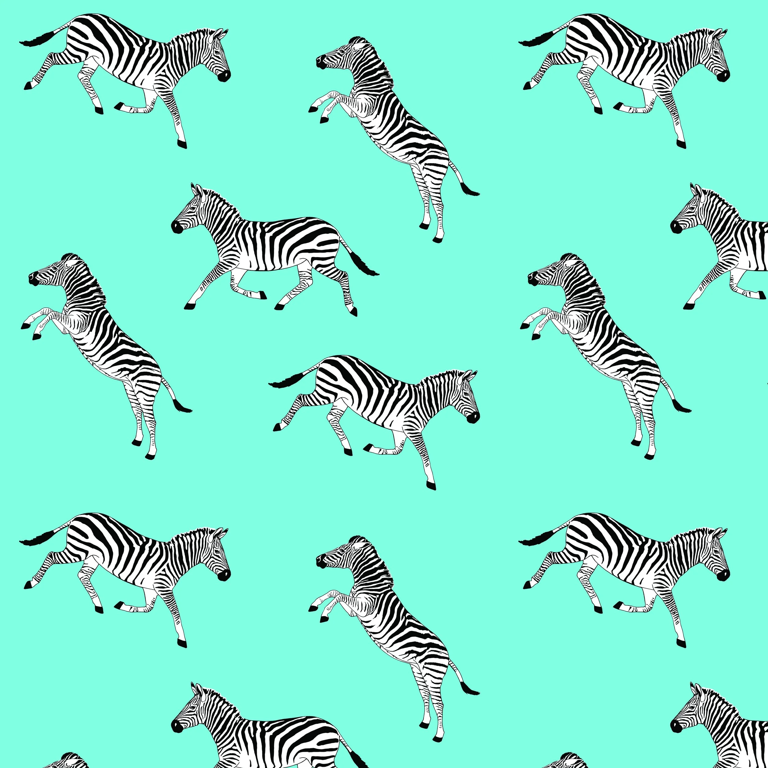 ZEBRA_1.jpg