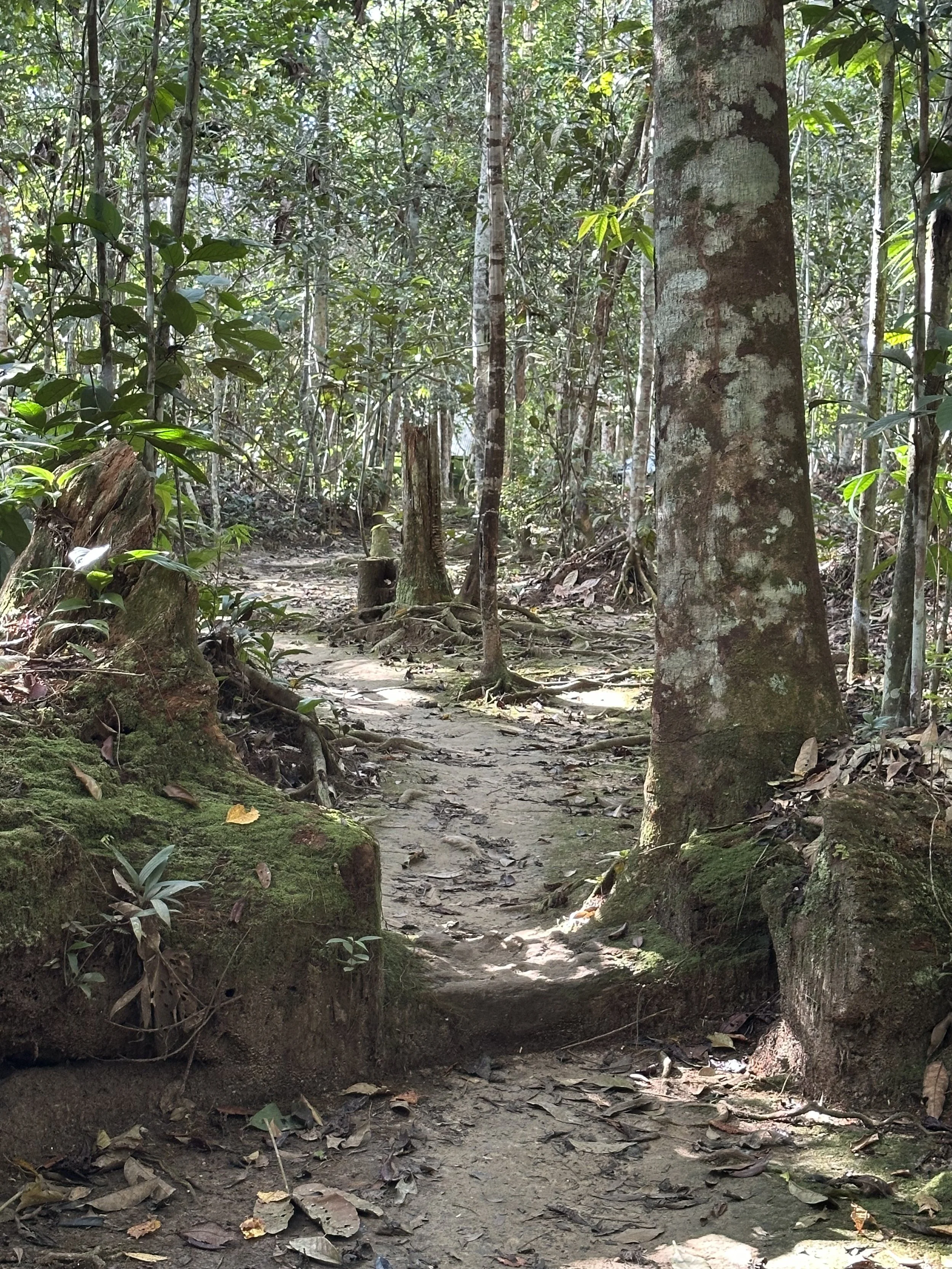 Colorado Ayahuasca Weekend Retreat 