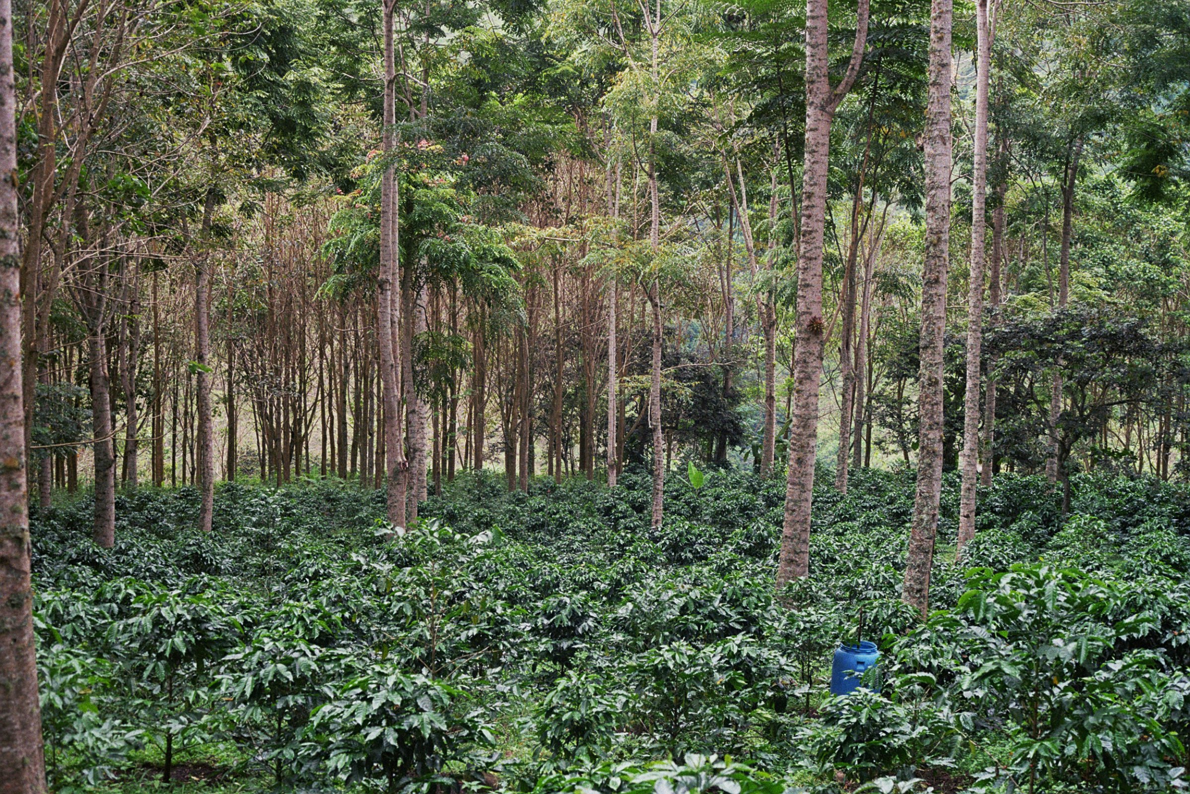 Coffee trees (landscape w: canopy).jpg