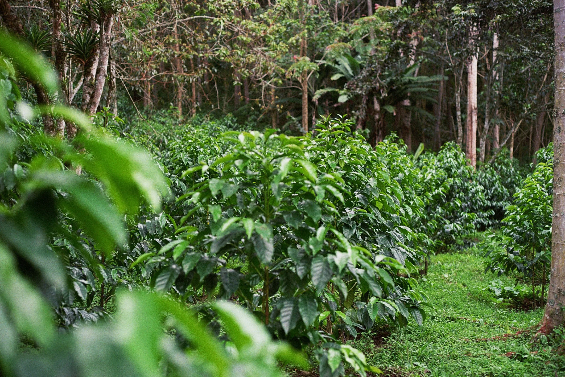 Coffee trees (up close).jpg