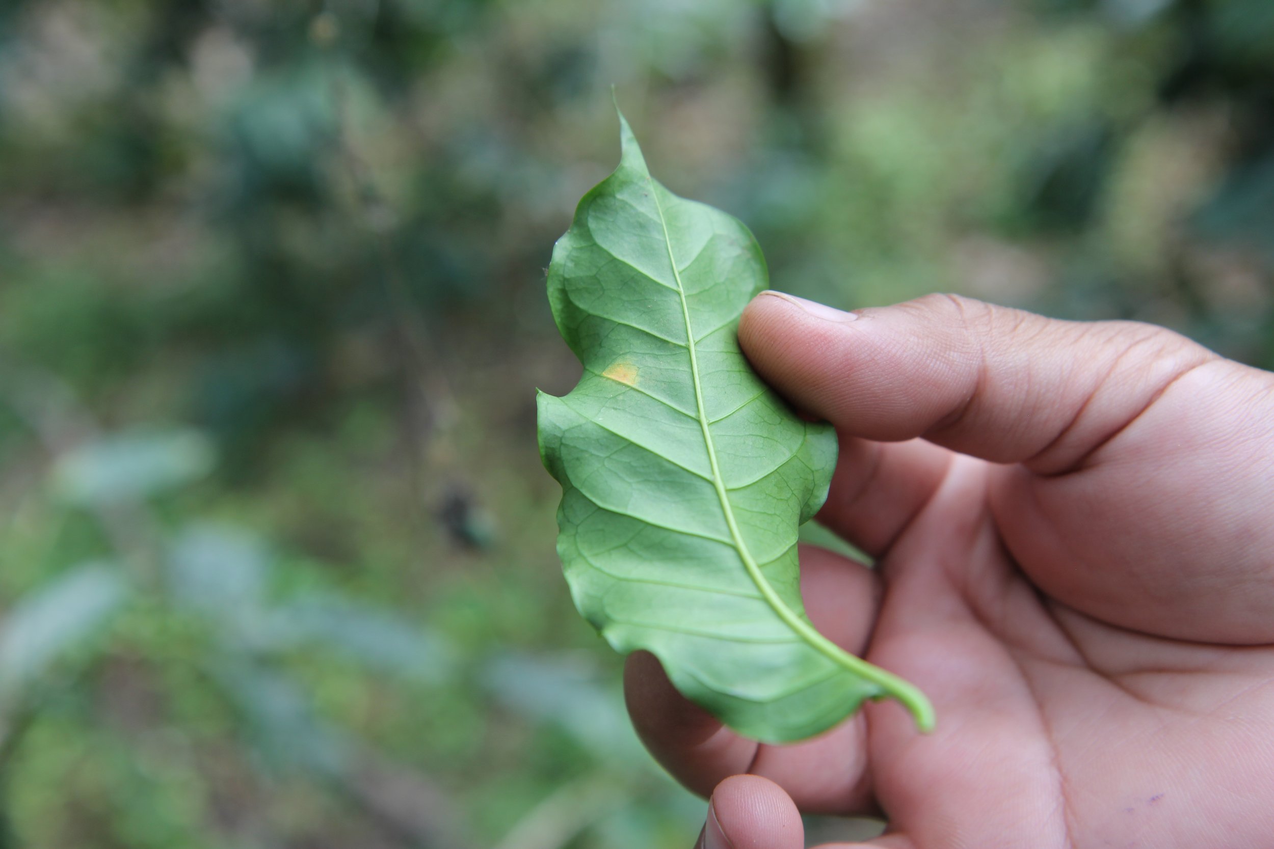 LeafRust.JPG