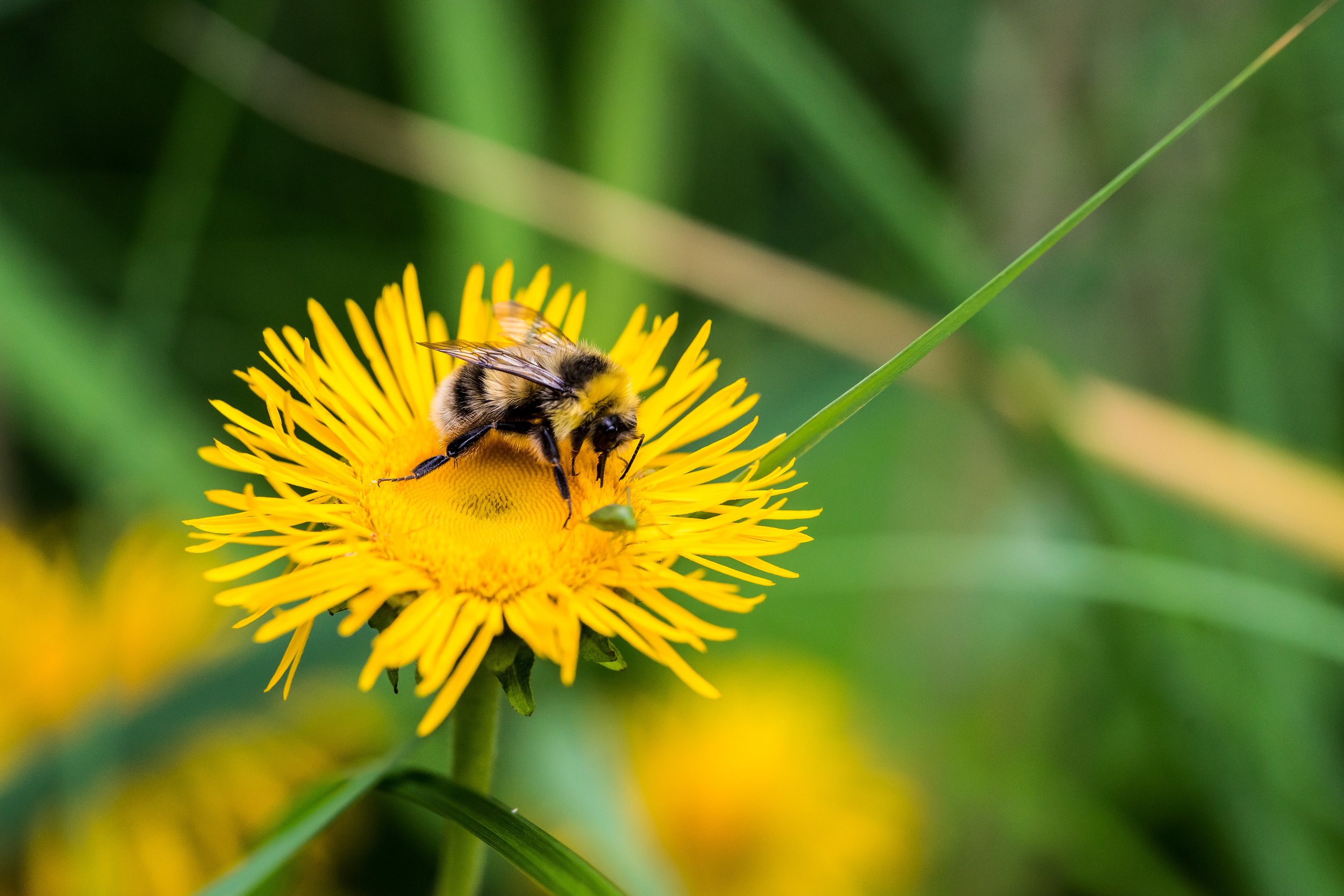 stefan-steinbauer-GfLgFc-SbDg-unsplash (1).jpg