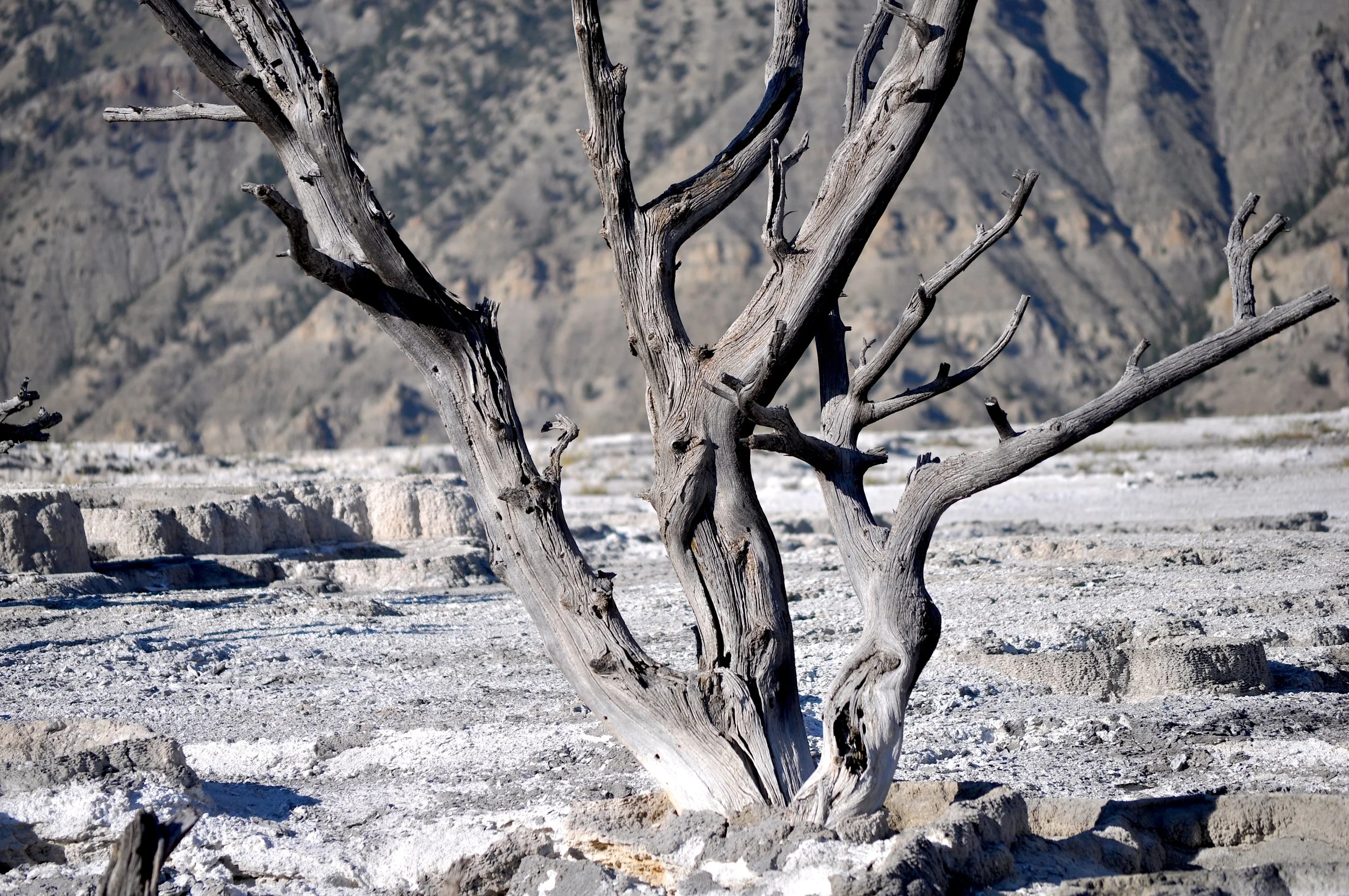 Yellowstone Photocation 49.2.JPG