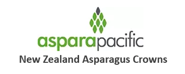 NZ Asparagus Crowns