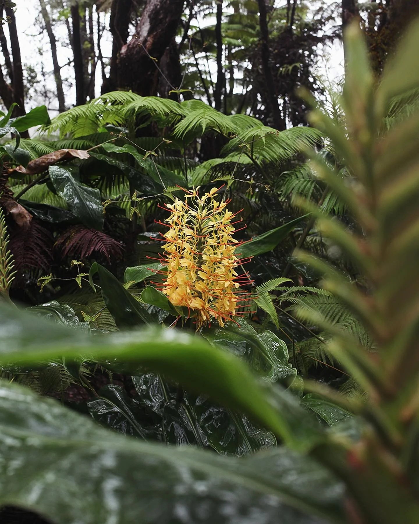 A Symbol of Hawaiian Royalty.

IIWI welcomes the summer - with the blossoming of the Hawaiian Kahili Ginger.

The &lsquo;Kahili&rsquo; gets its name from the fact that it resembles the royal cylindrical emblems that would accompany ancient royalty.​

