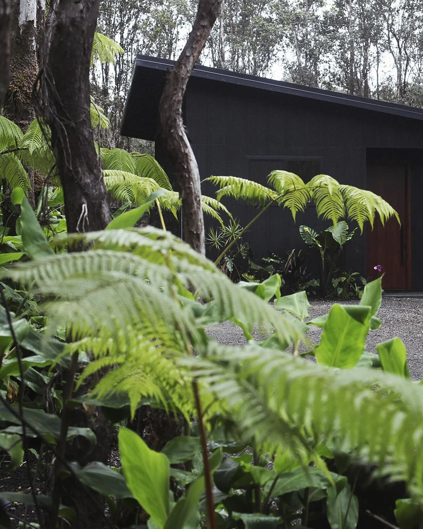 To make living itself an art, that is the goal. 
- Henry Miller

Reserve your stay.

-

IIWI is a place for the senses.

-

#restoreatIIWI #bigisland #bigislandhawaii #volcanohawaii #hvnp #moderncabin #cabininthewoods #modernluxuryhawaii #airbnb #air
