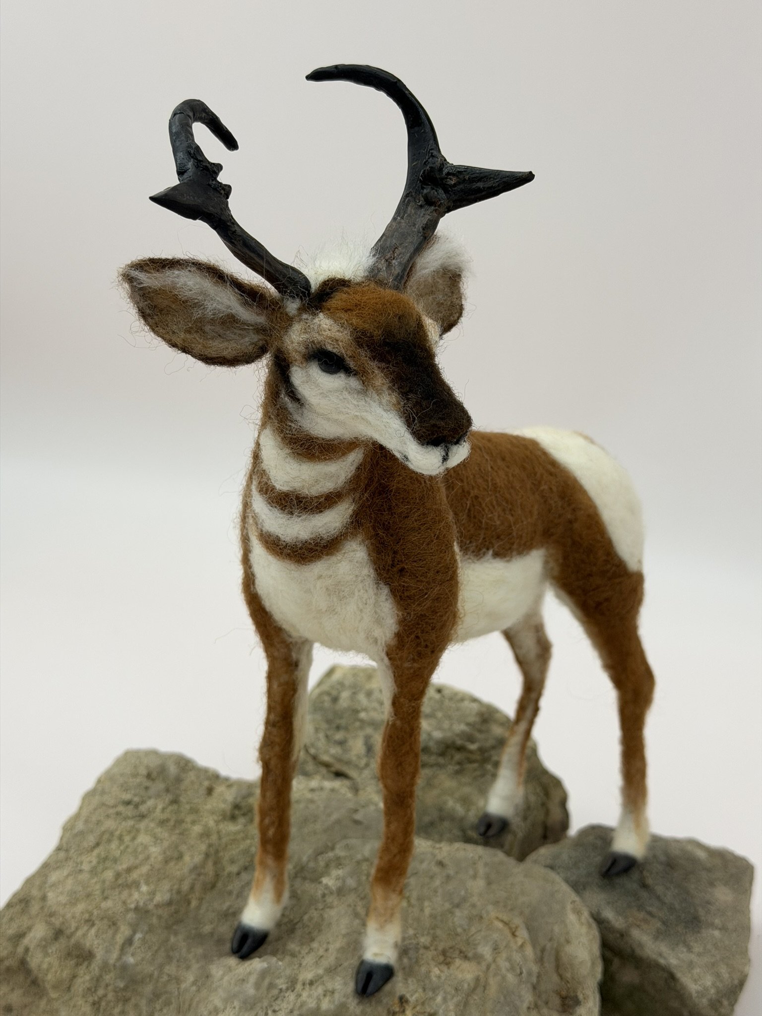Pronghorn