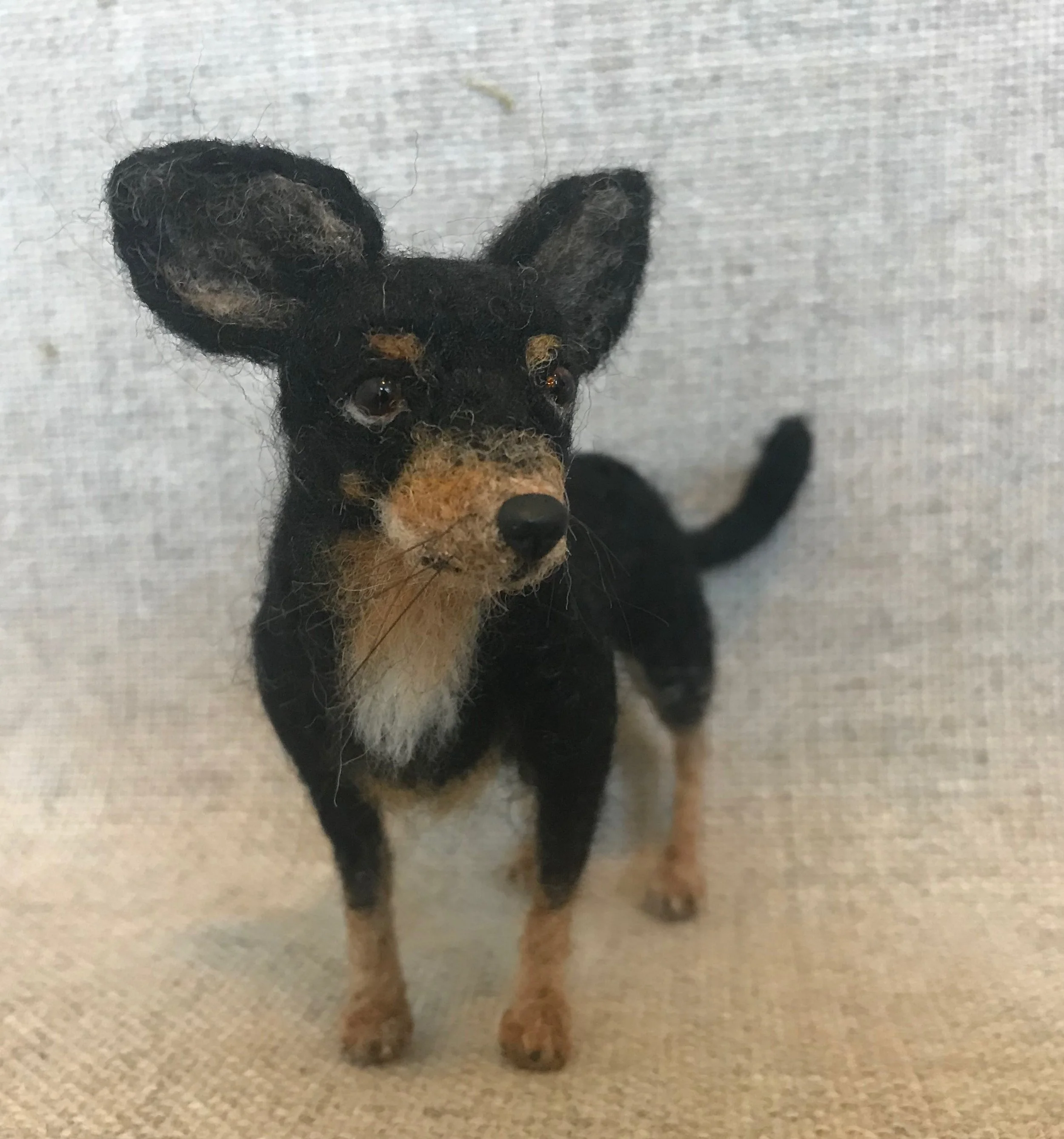 Chihuahua 2.jpg