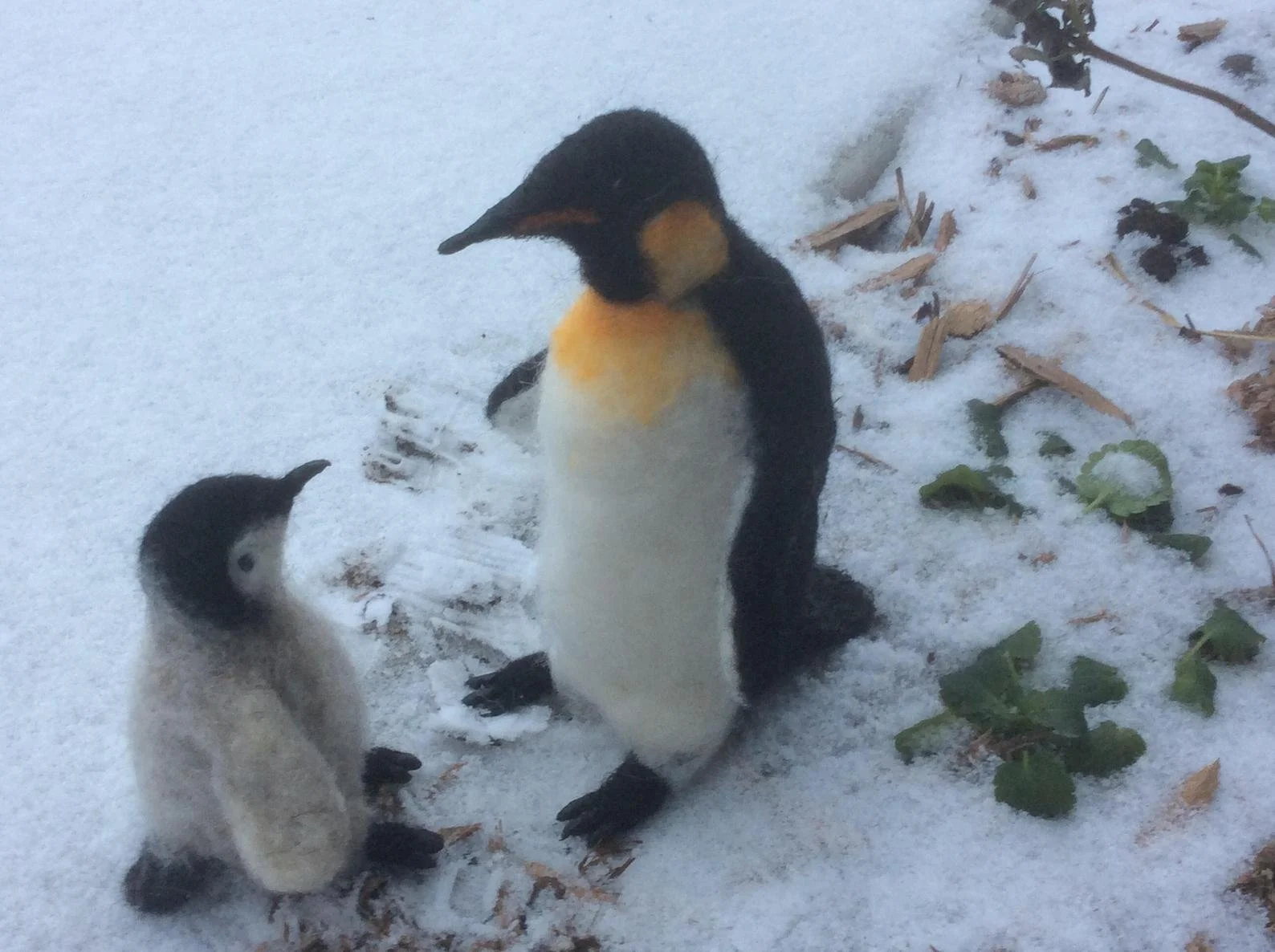 A penguin chick and an adult penguin on snow with some green leaves and dried plants around.
