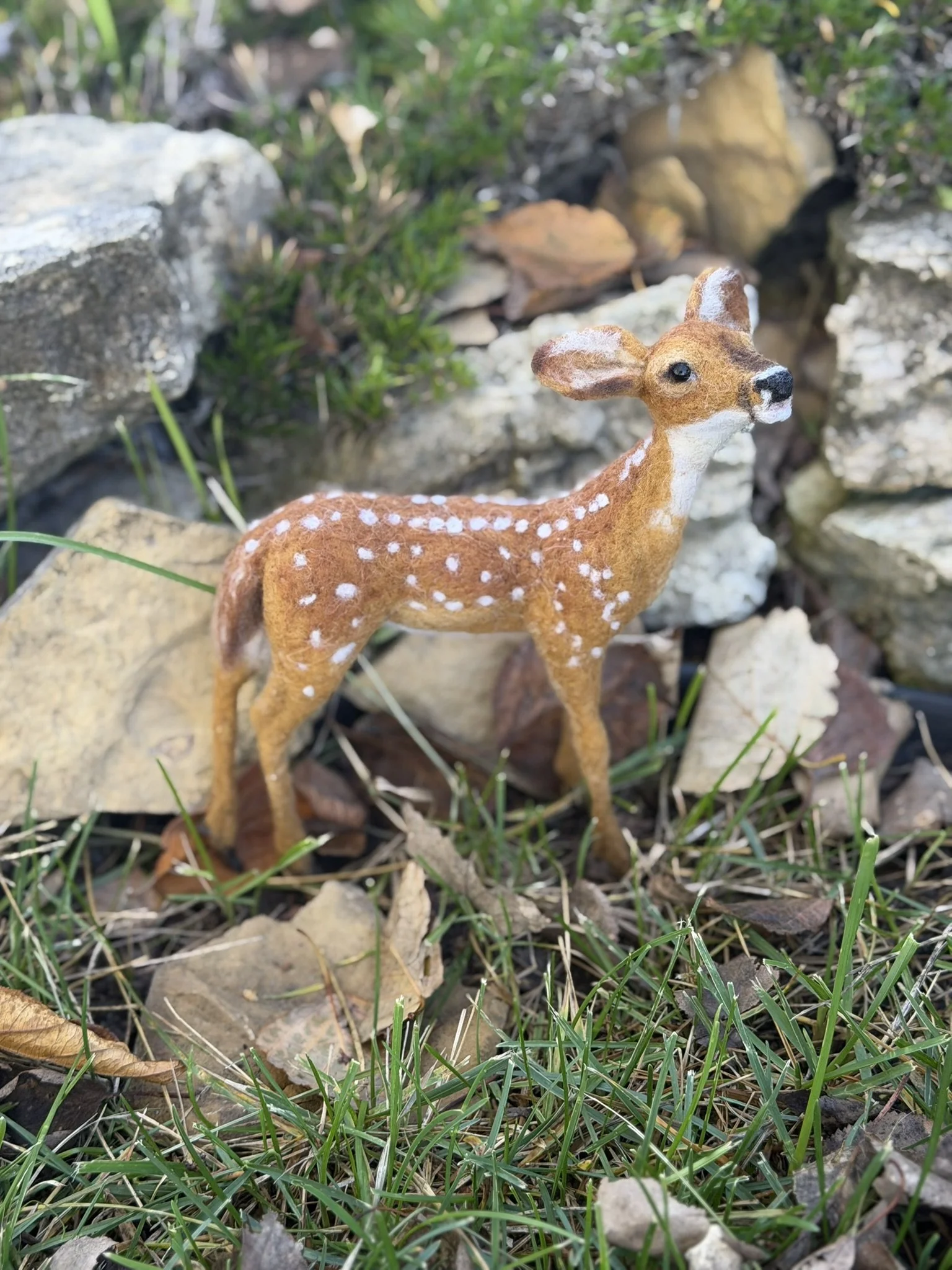 Deer