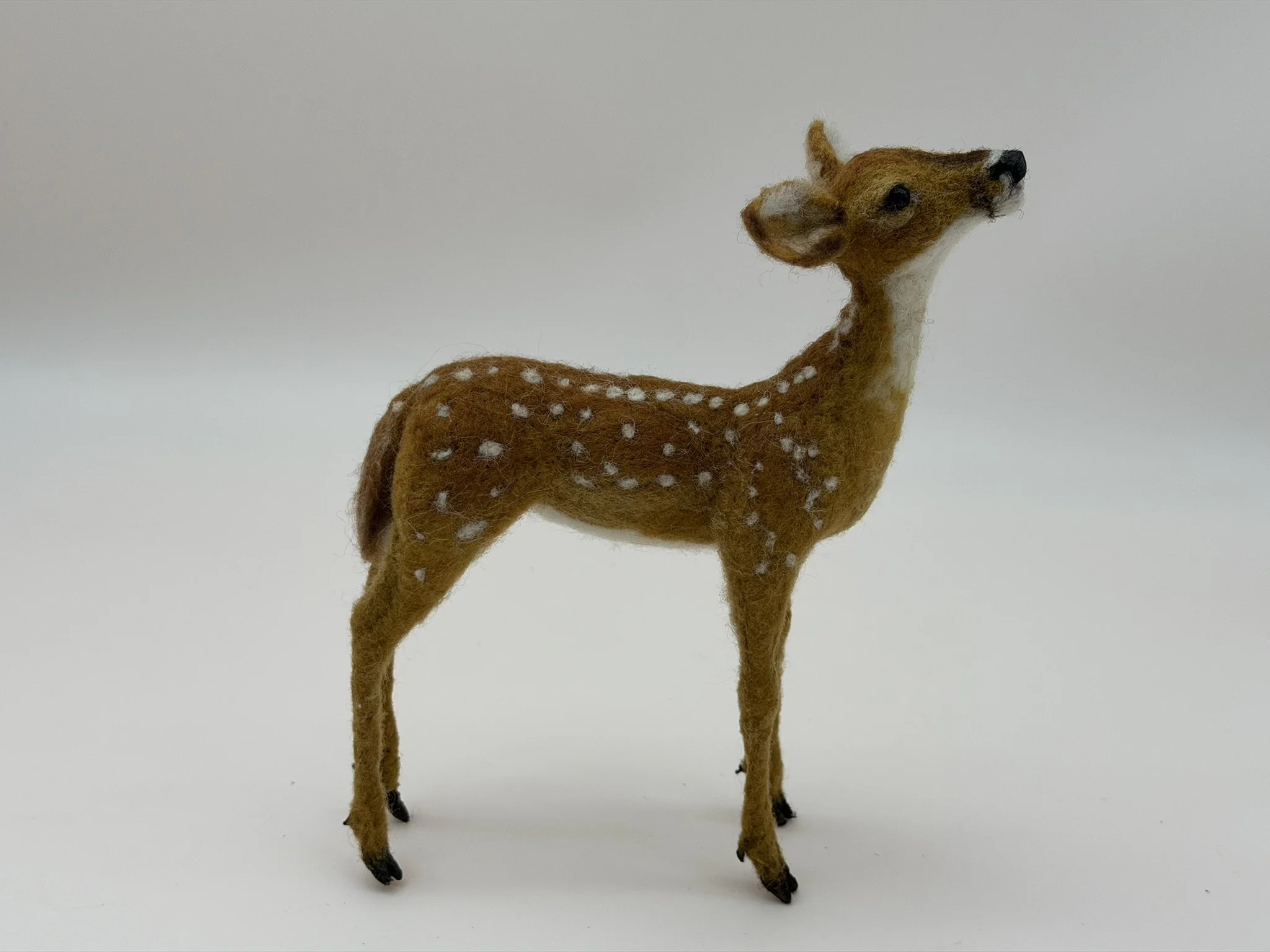 Fawn 3.JPEG